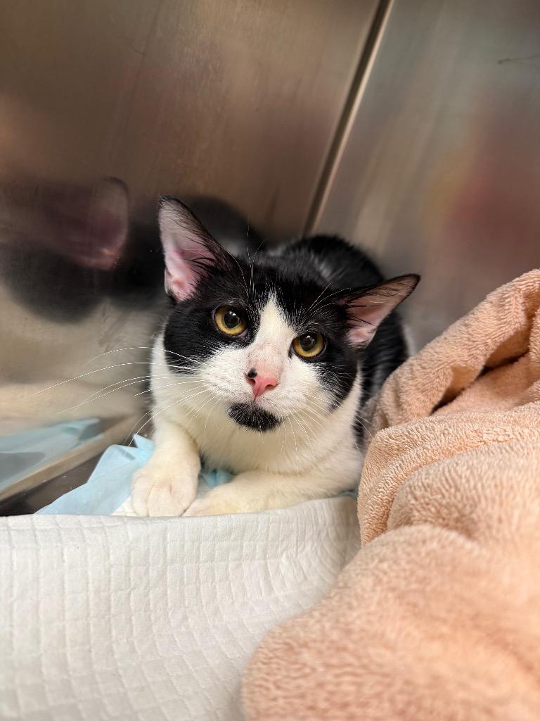 CHECKERS, Adopted, Young Male Domestic Short Hair.