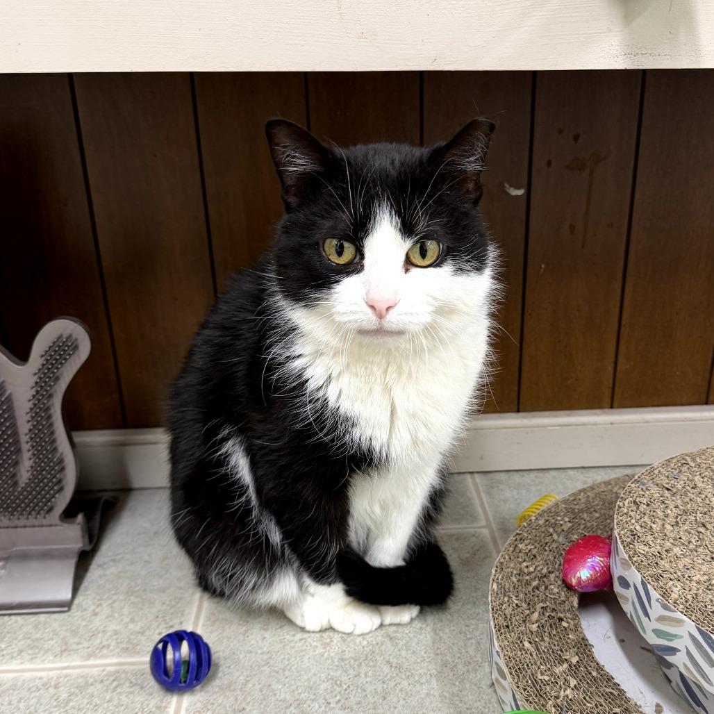 Enlarge Lil Boo Thang, a Adoptable Domestic Short Hair in Pontiac, IL image 1/6