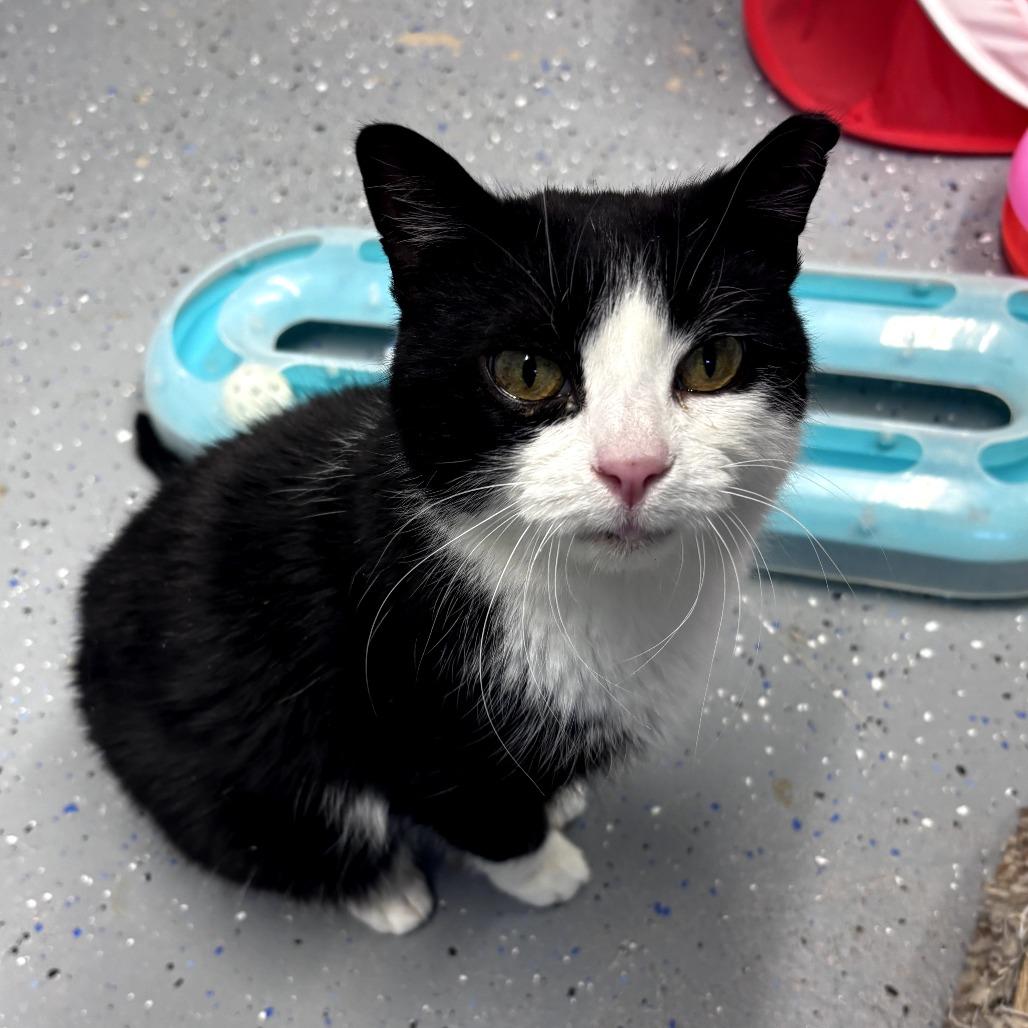 Enlarge Lil Boo Thang, a Adoptable Domestic Short Hair in Pontiac, IL image 2/6