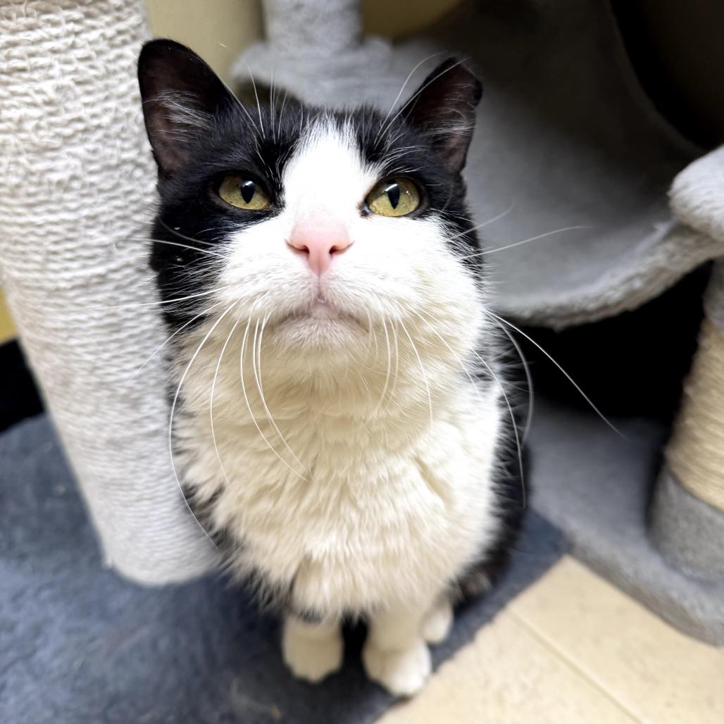 Enlarge Lil Boo Thang, a Adoptable Domestic Short Hair in Pontiac, IL image 3/6