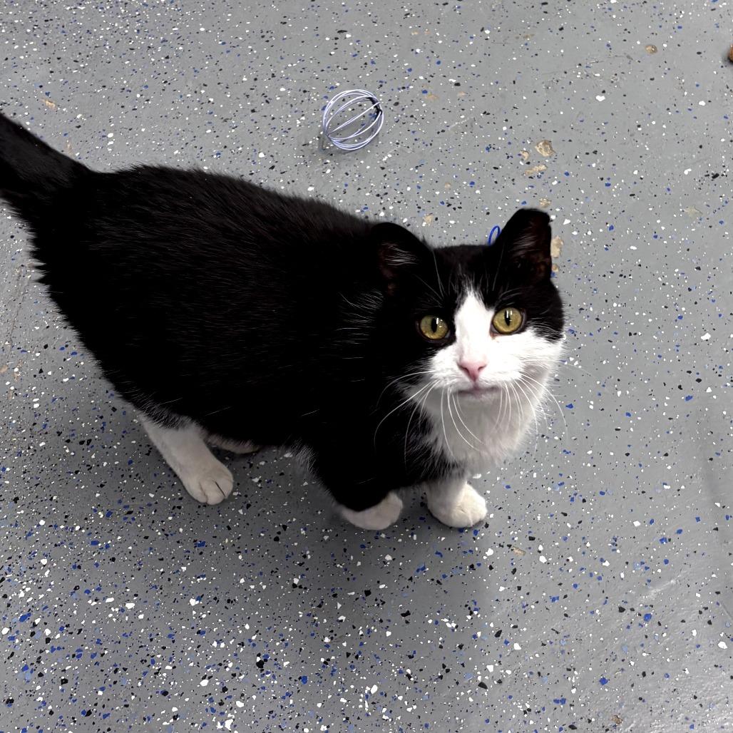 Enlarge Lil Boo Thang, a Adoptable Domestic Short Hair in Pontiac, IL image 4/6