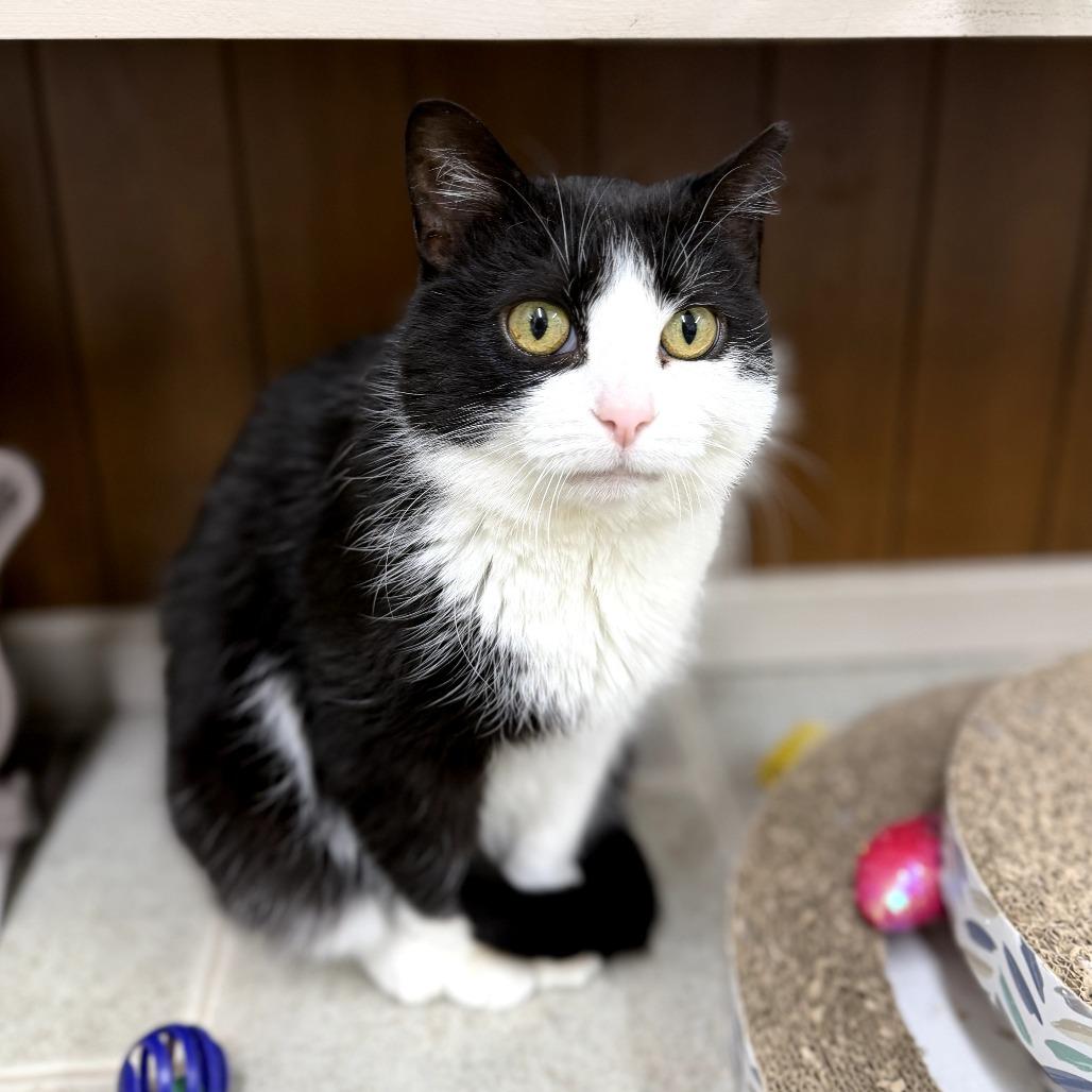 Enlarge Lil Boo Thang, a Adoptable Domestic Short Hair in Pontiac, IL image 5/6