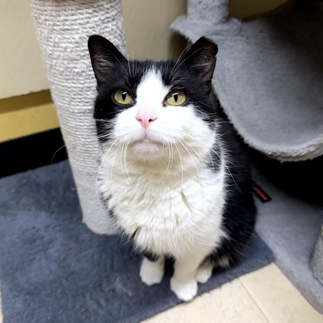 Enlarge Lil Boo Thang, a Adoptable Domestic Short Hair in Pontiac, IL image 6/6