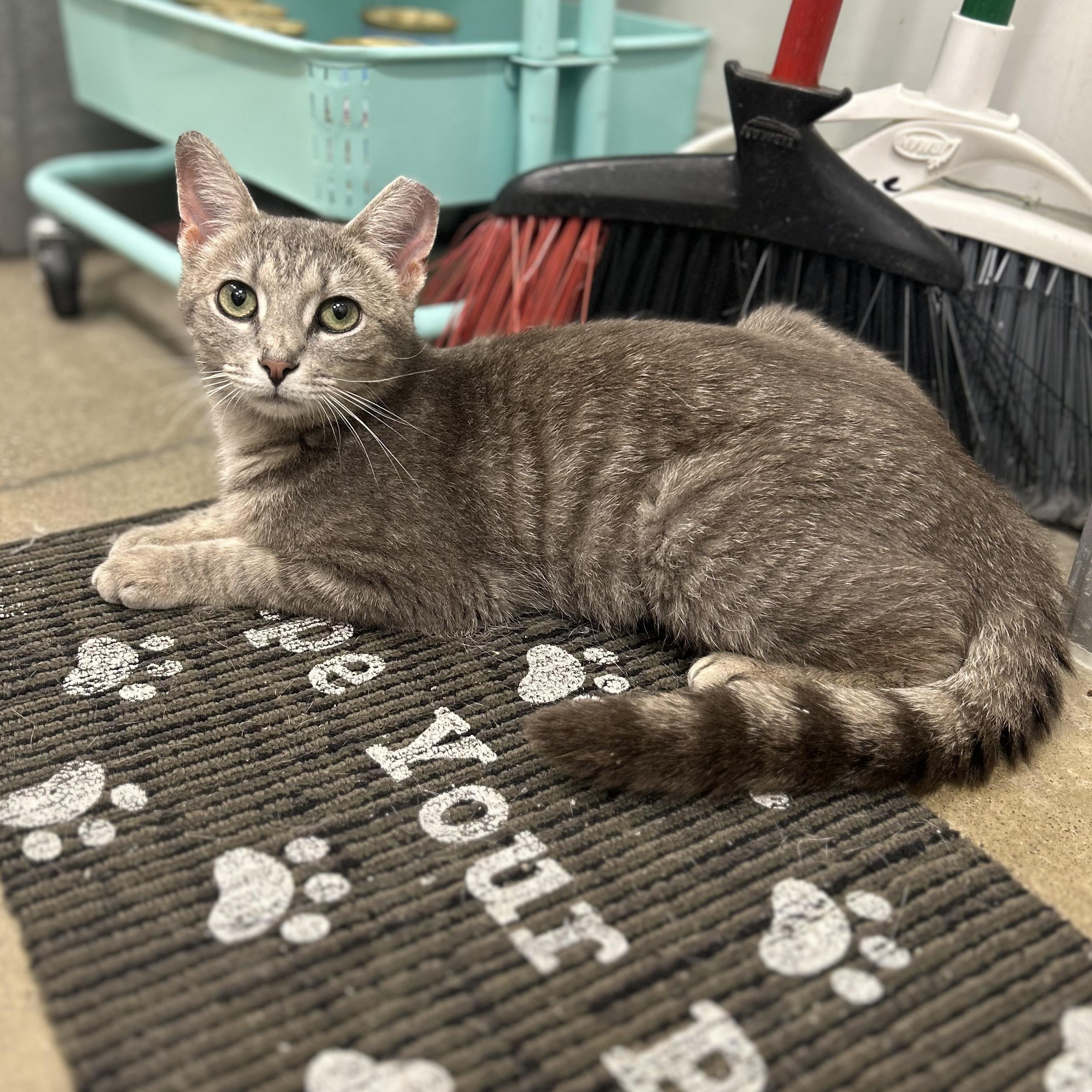 Sophia, a ADOPTABLE Domestic Short Hair in Columbus , OH image 3/4