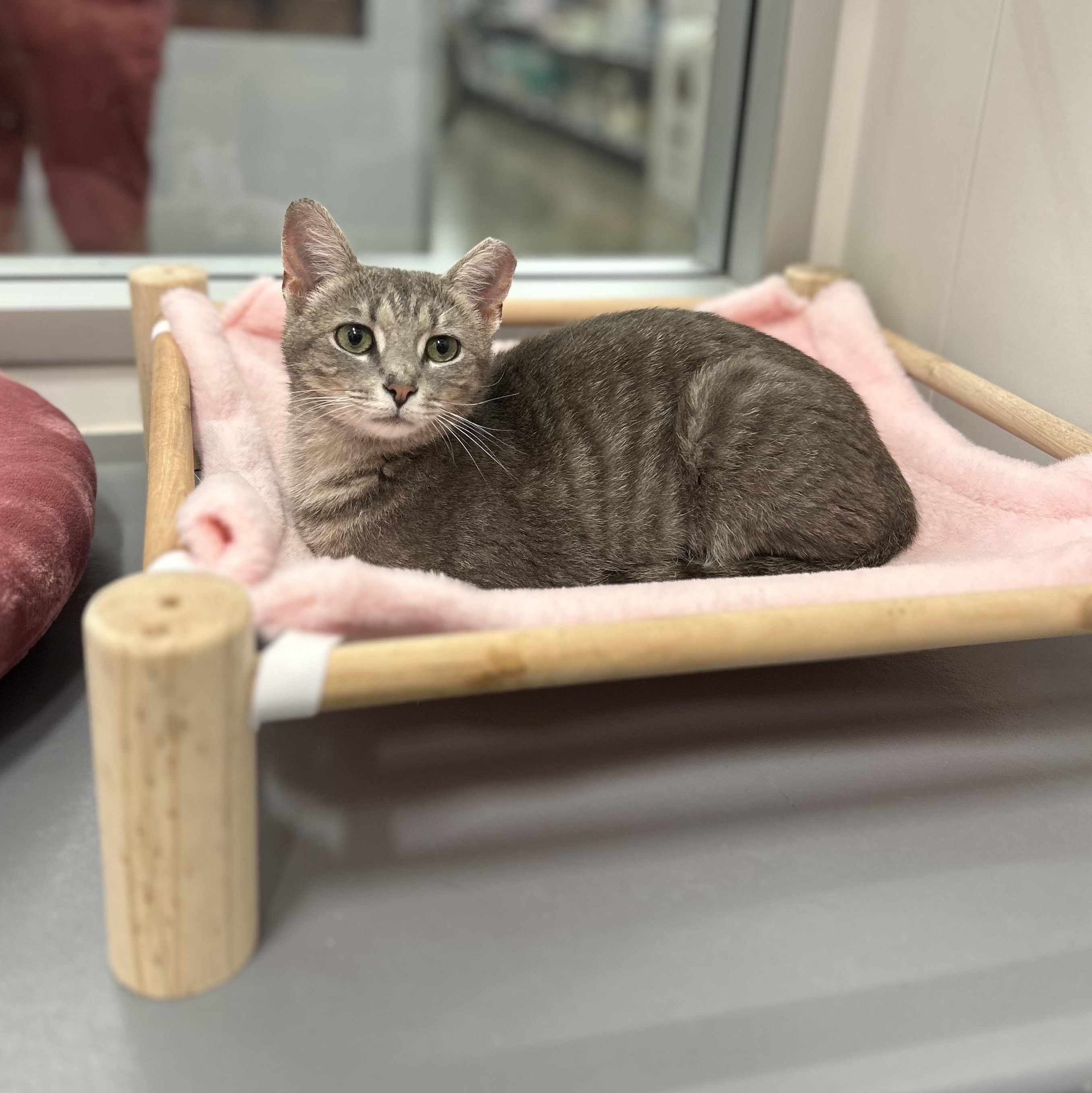 Sophia, ADOPTABLE, Kitten Female Domestic Short Hair.