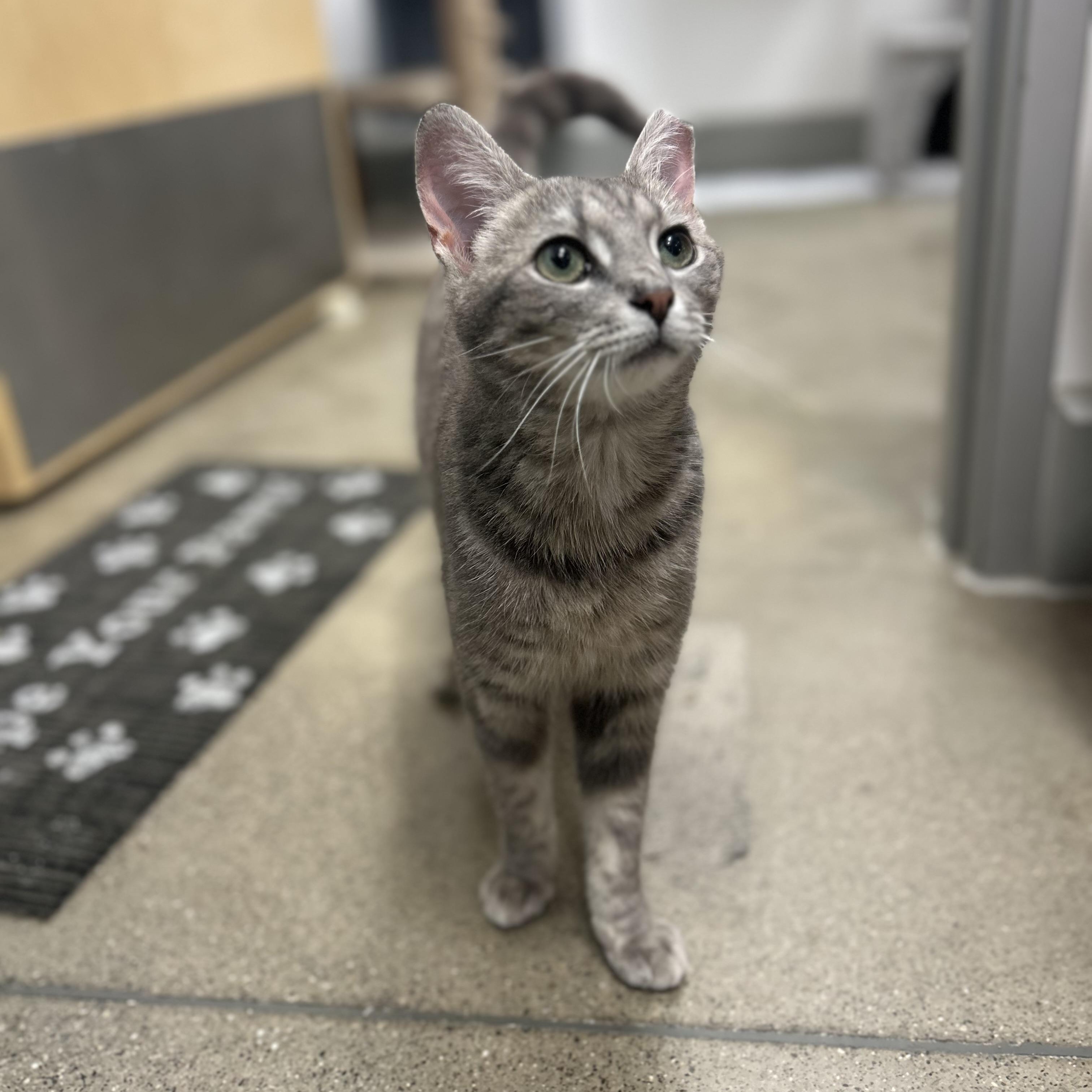 Sophia, a ADOPTABLE Domestic Short Hair in Columbus , OH image 2/4