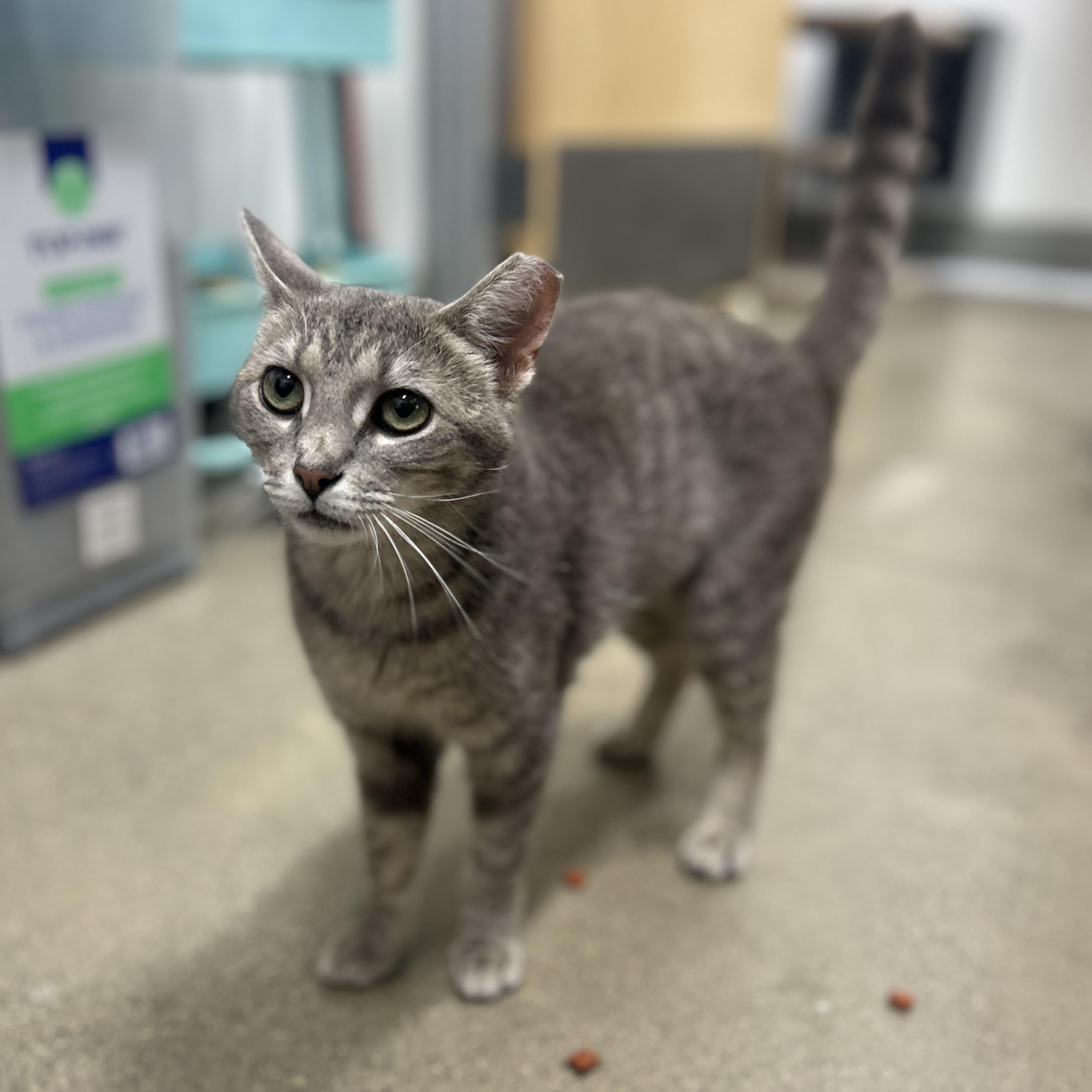 Sophia, a ADOPTABLE Domestic Short Hair in Columbus , OH image 4/4