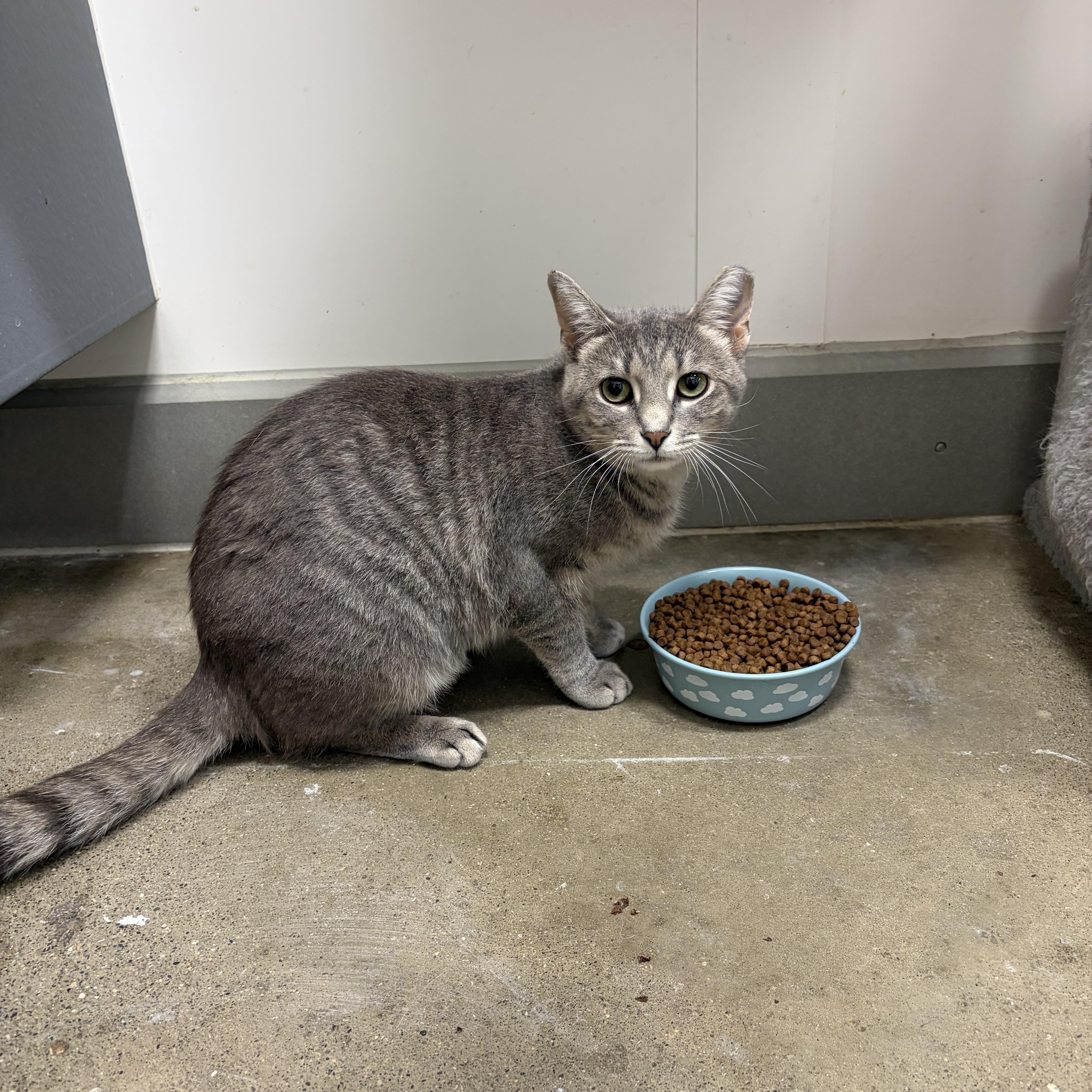 Enlarge Sophia, a ADOPTABLE Domestic Short Hair in Columbus , OH image 5/5