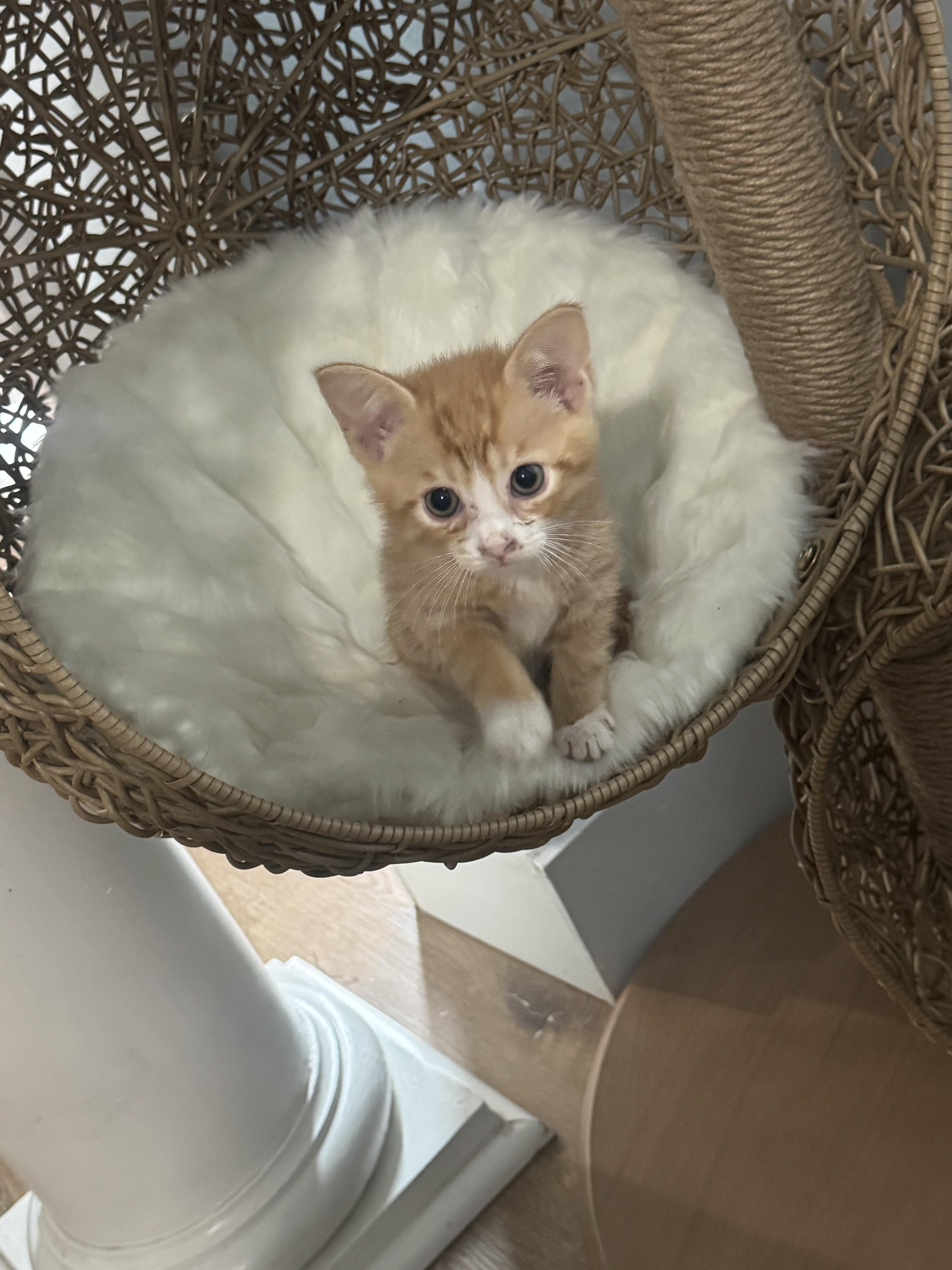 Enlarge Chester, a ADOPTABLE Domestic Short Hair in Charlotte, NC image 4/6