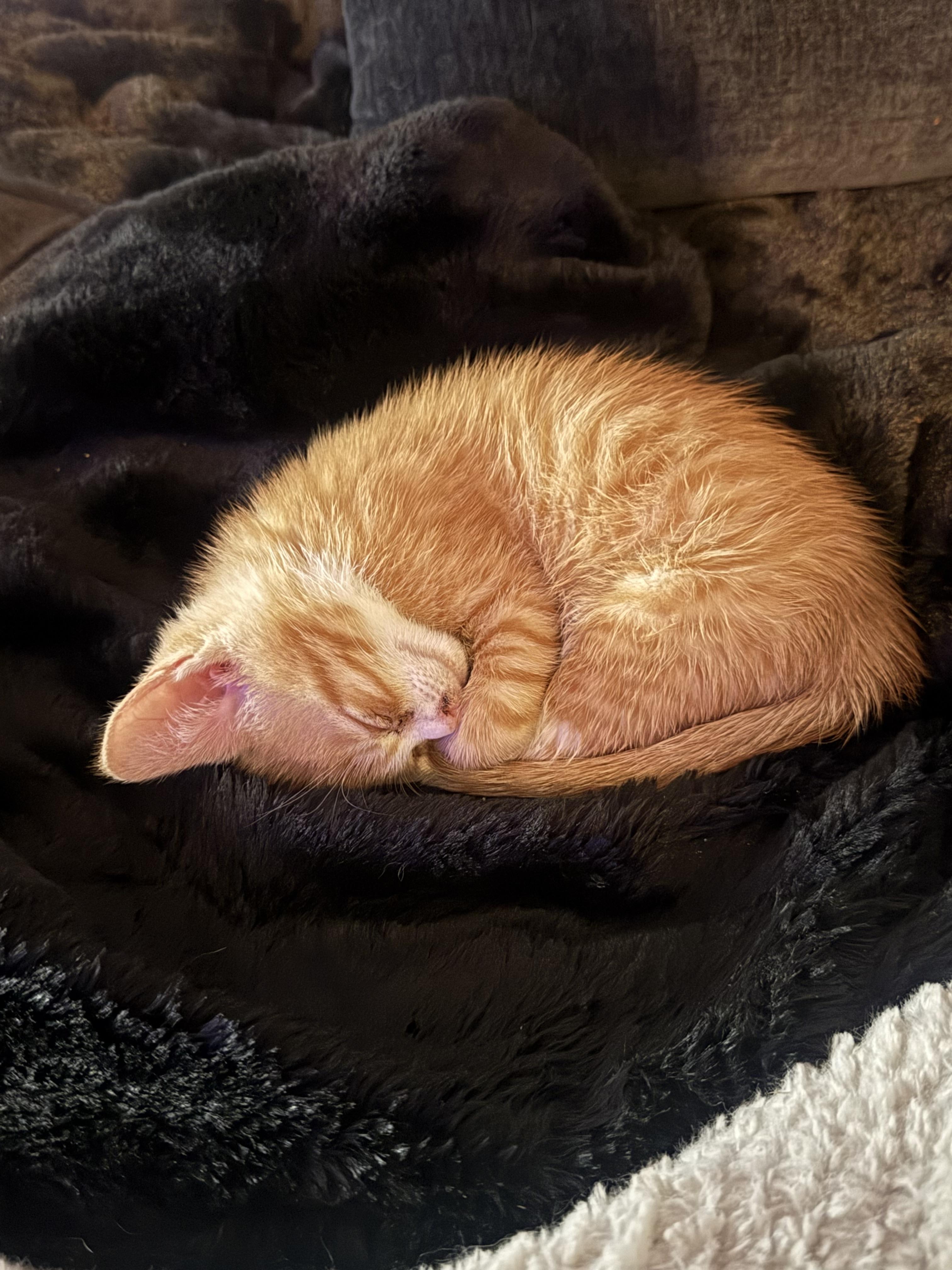 Chester, ADOPTABLE, Kitten Male Domestic Short Hair.