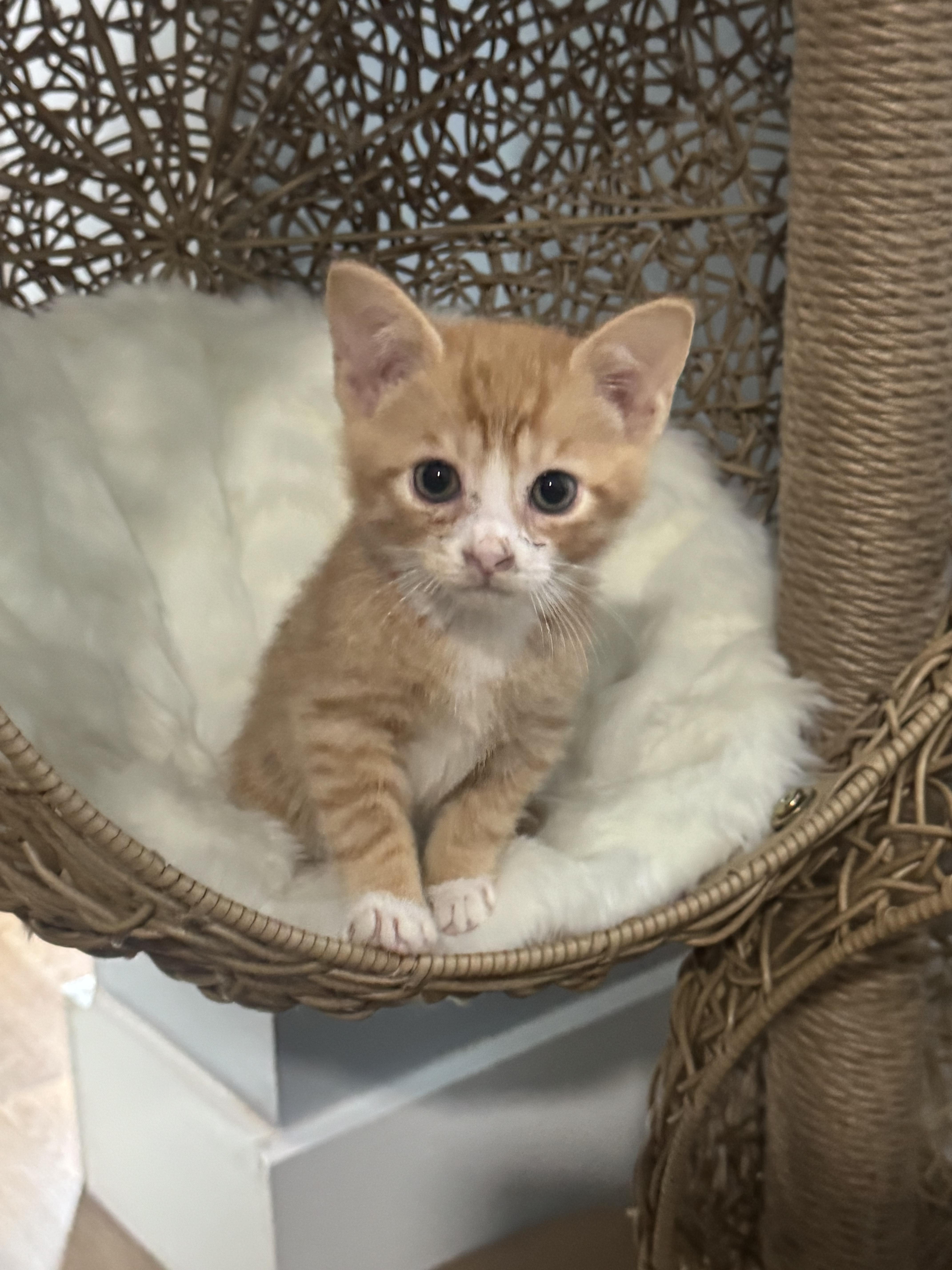 Enlarge Chester, a ADOPTABLE Domestic Short Hair in Charlotte, NC image 2/6