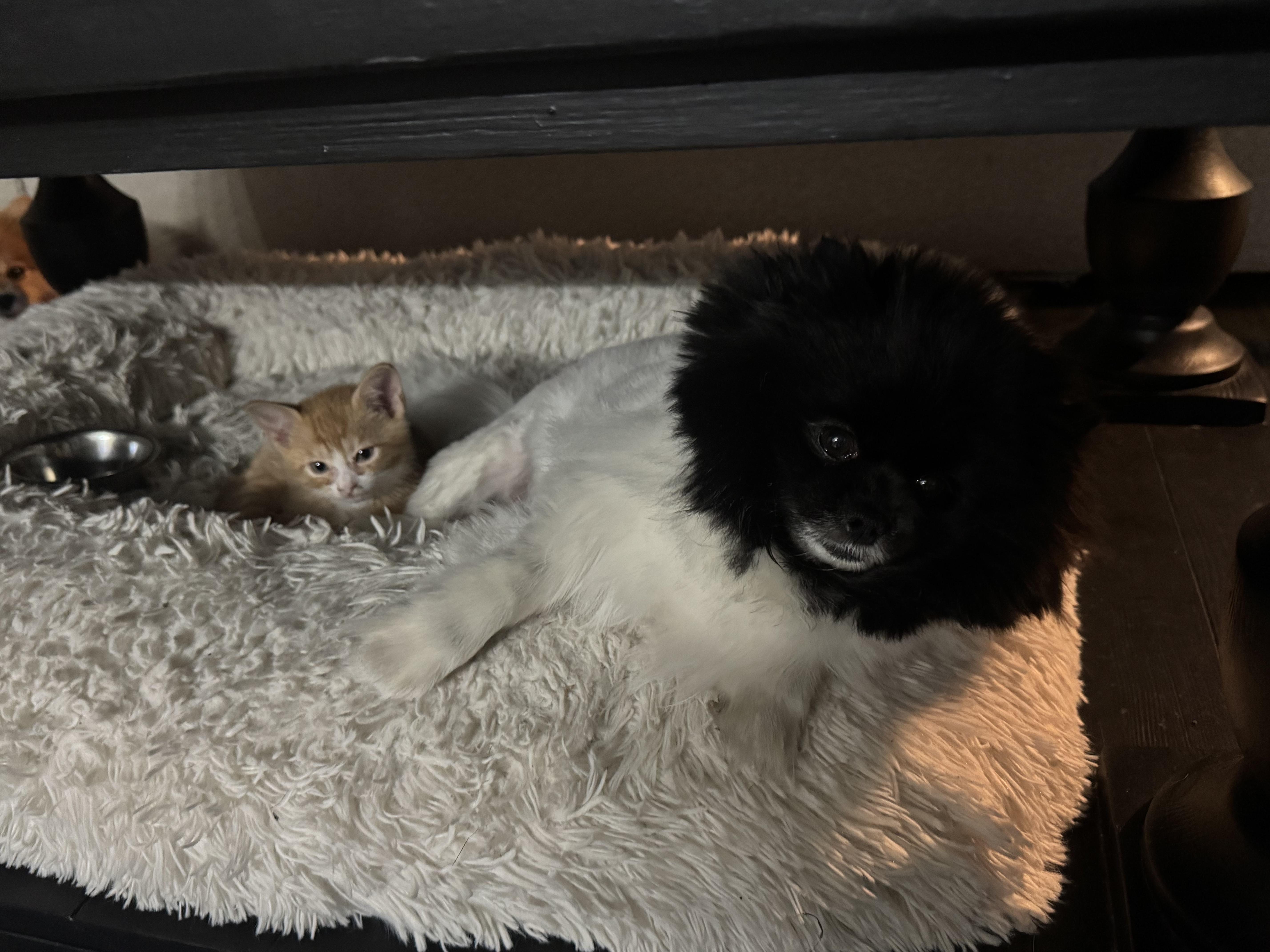 Enlarge Chester, a ADOPTABLE Domestic Short Hair in Charlotte, NC image 6/6