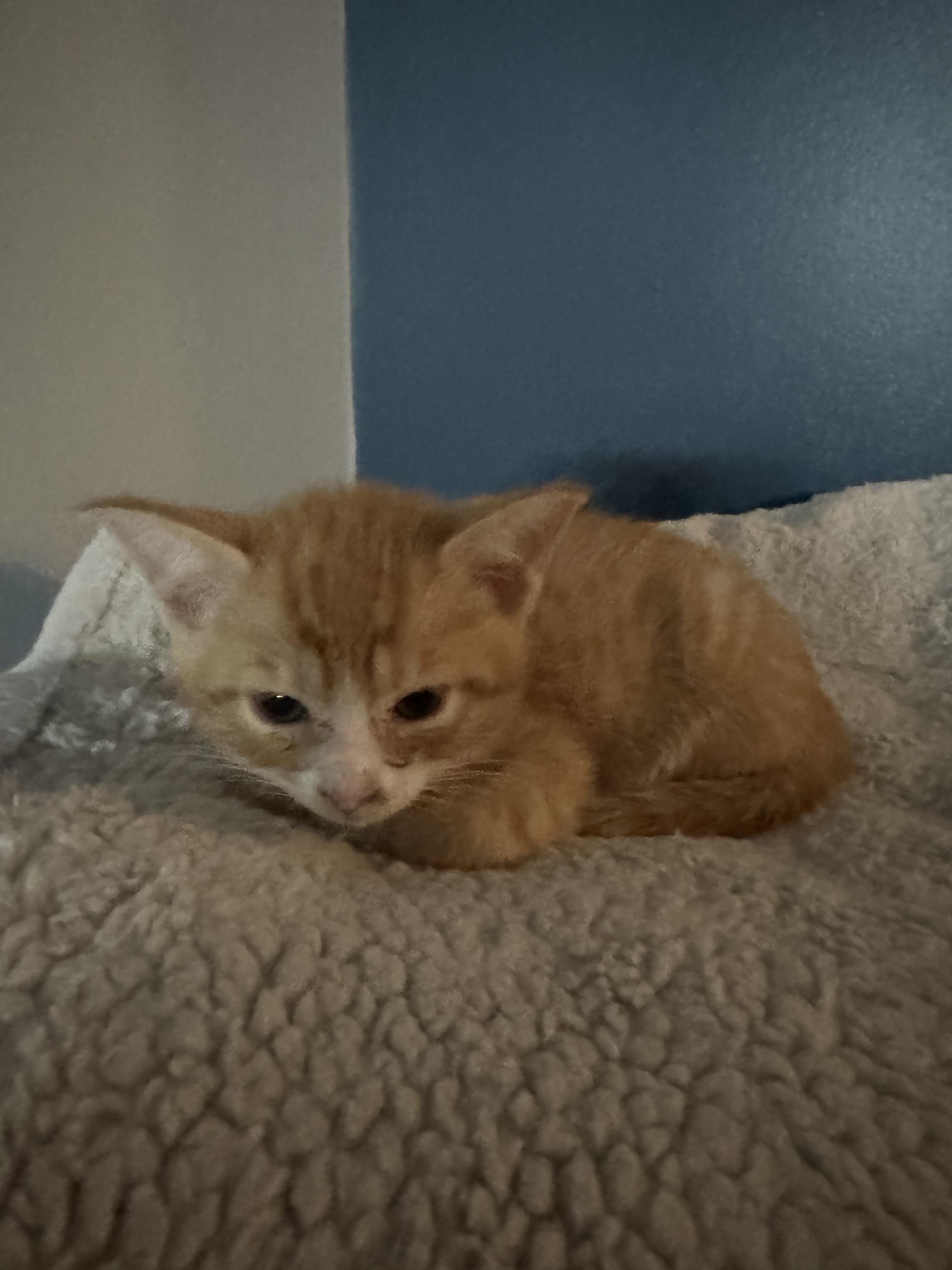 Enlarge Chester, a ADOPTABLE Domestic Short Hair in Charlotte, NC image 5/6