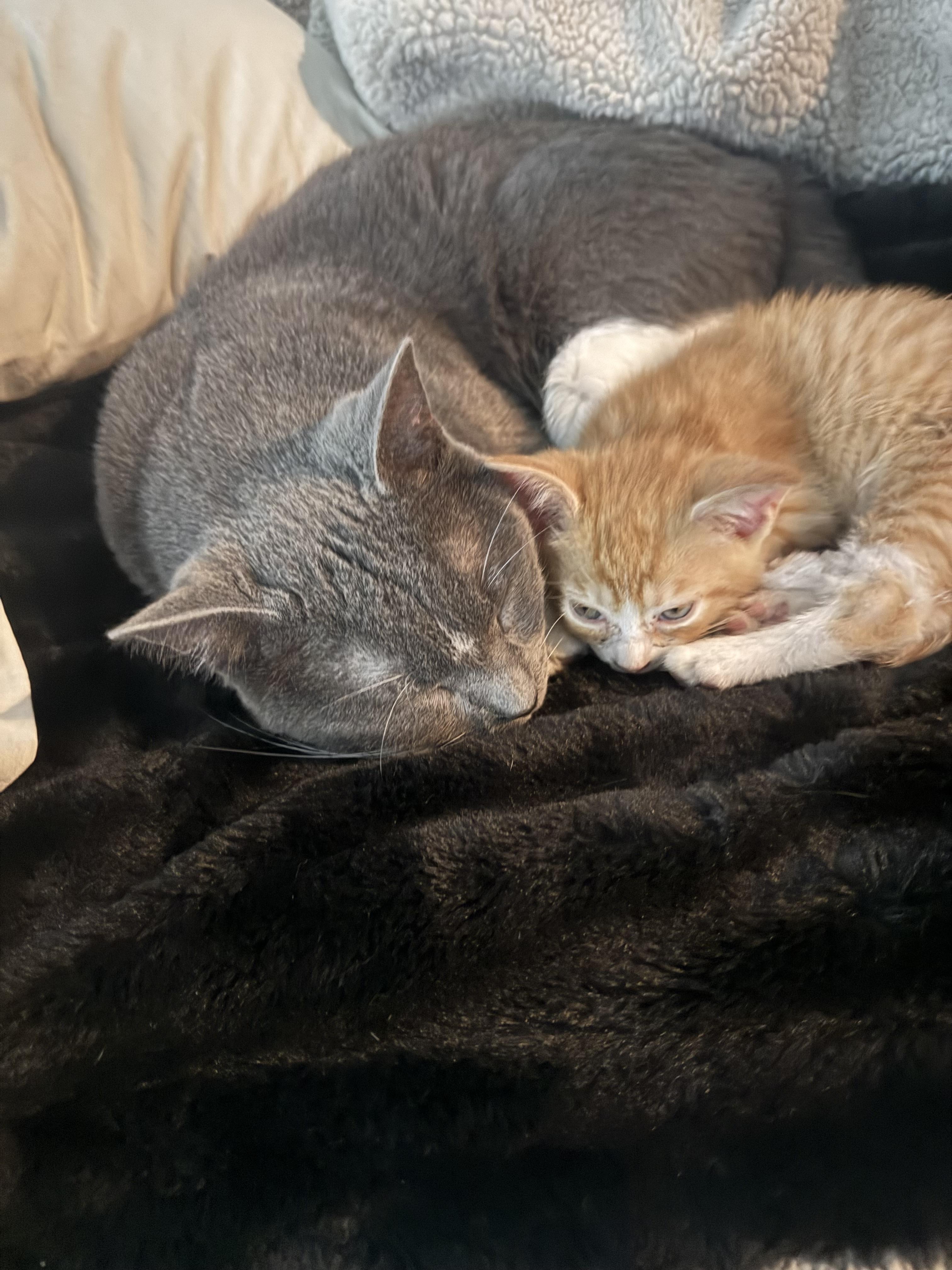 Enlarge Chester, a ADOPTABLE Domestic Short Hair in Charlotte, NC image 3/6