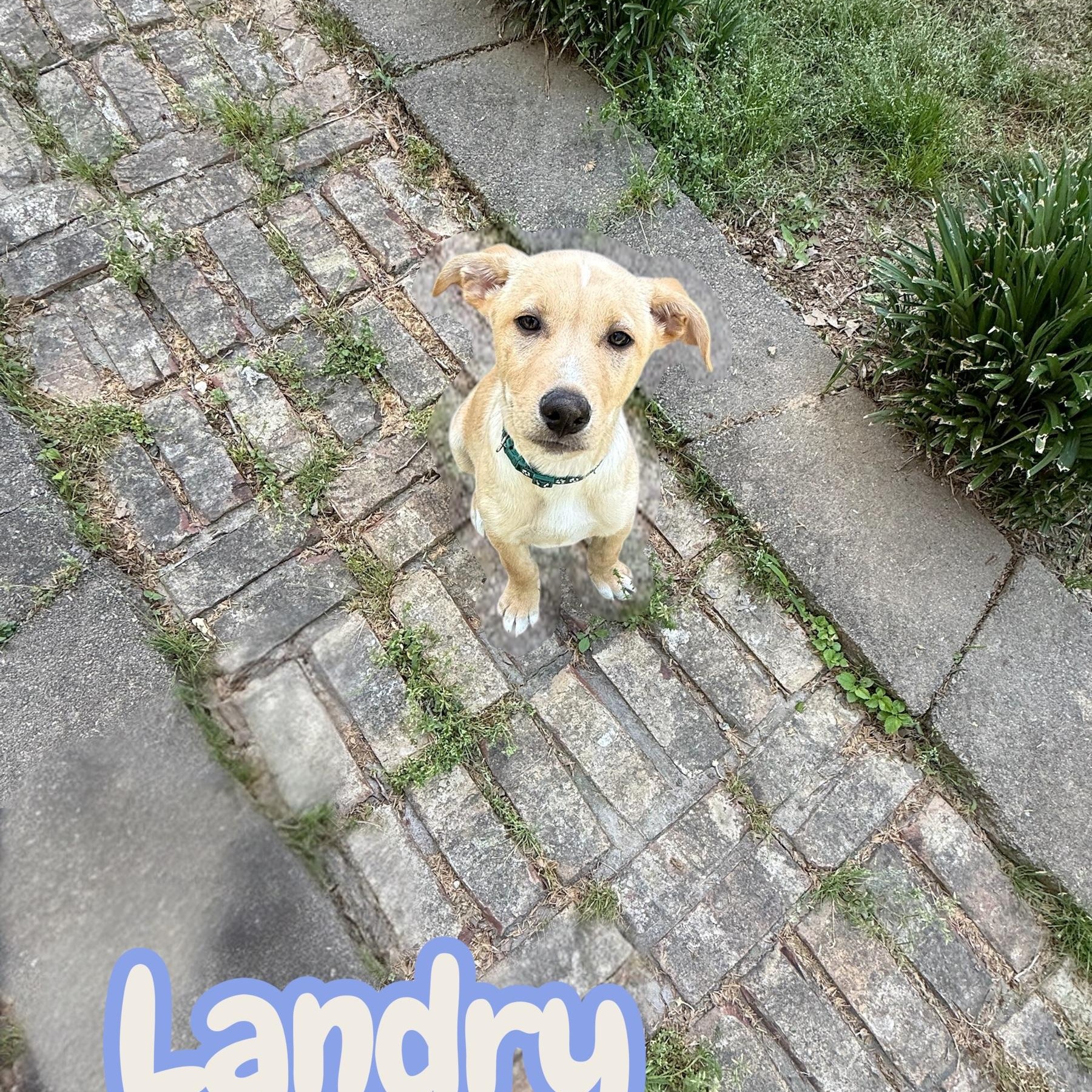 Landry, adopted, Puppy Male Labrador Retriever & Husky.