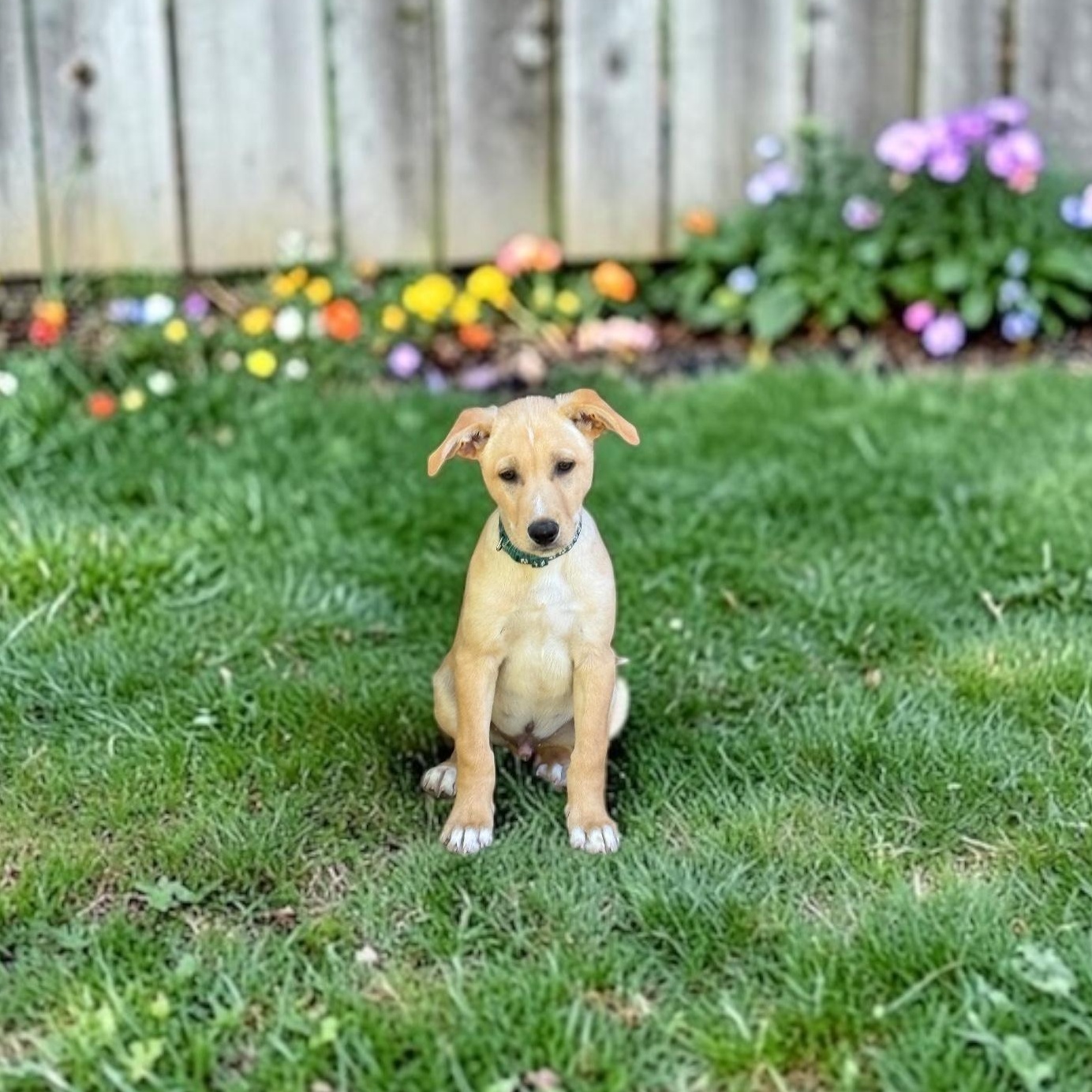 Enlarge Landry, an adopted mixed breed in Hatfield, PA image 3/4
