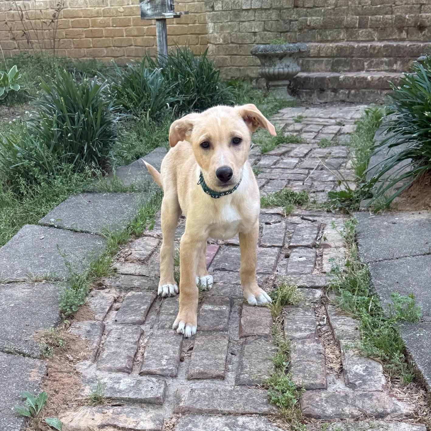 Enlarge Landry, an adopted mixed breed in Hatfield, PA image 2/4