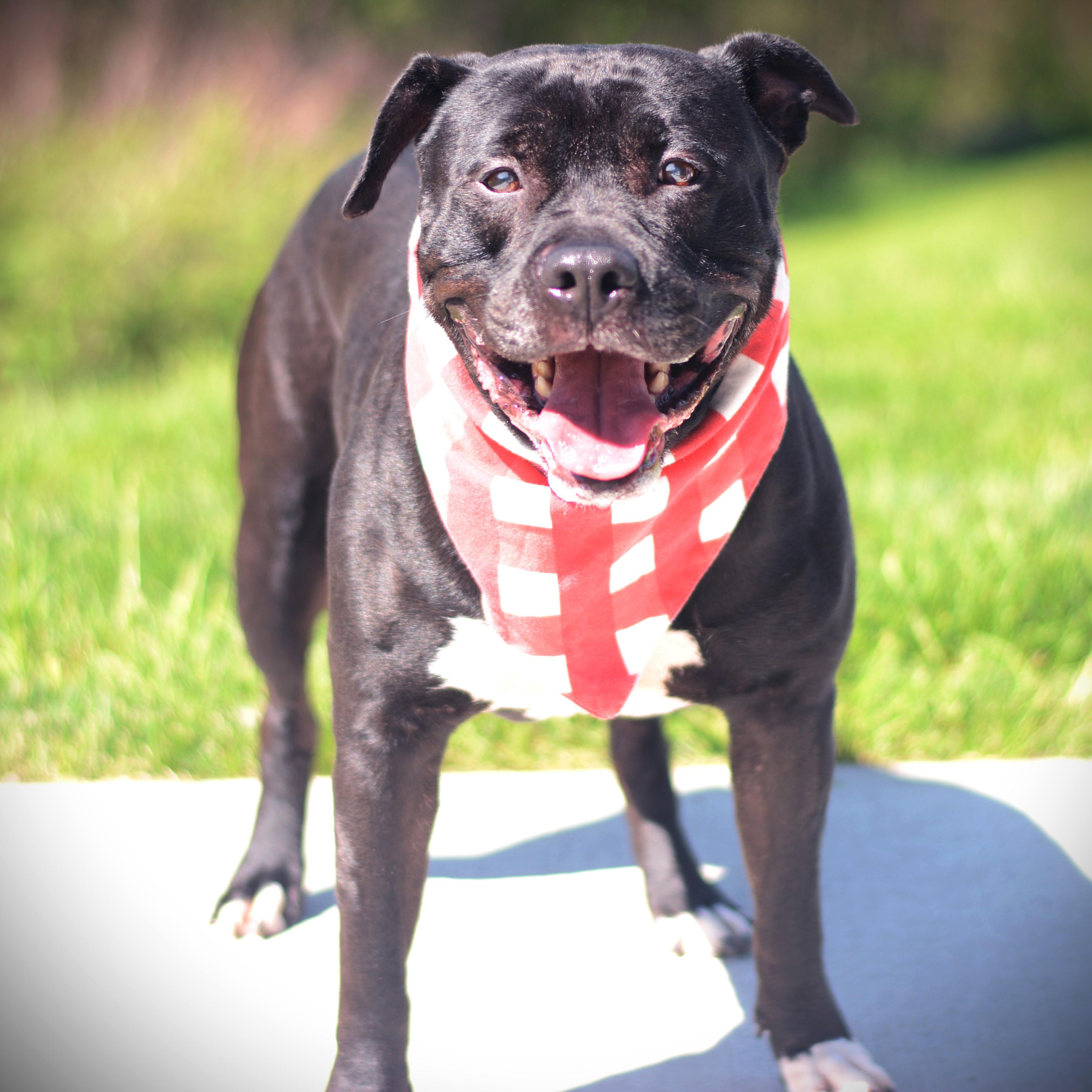 Enlarge Bentley, an adoptable mixed breed in Amsterdam, NY image 1/2