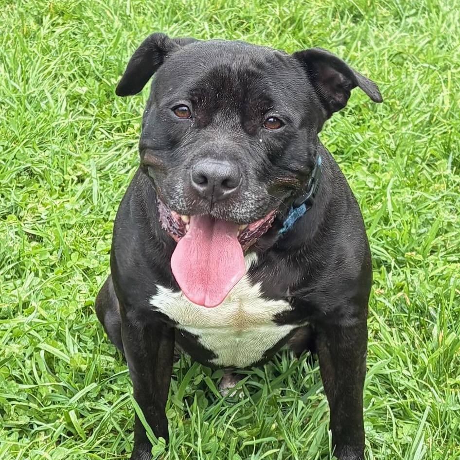 Enlarge Bentley, a Adoptable mixed breed in Amsterdam, NY image 1/5