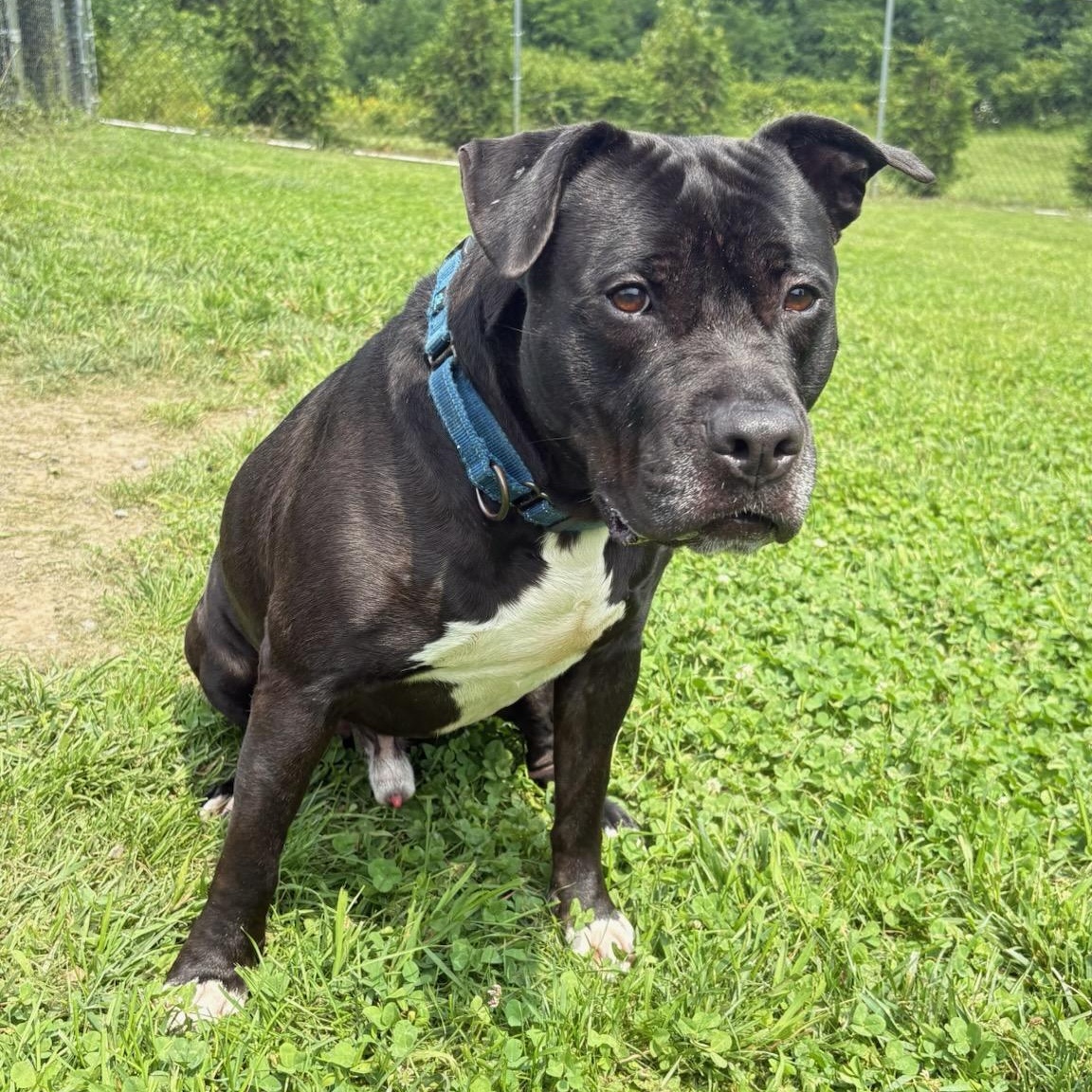 Enlarge Bentley, a Adoptable mixed breed in Amsterdam, NY image 2/5