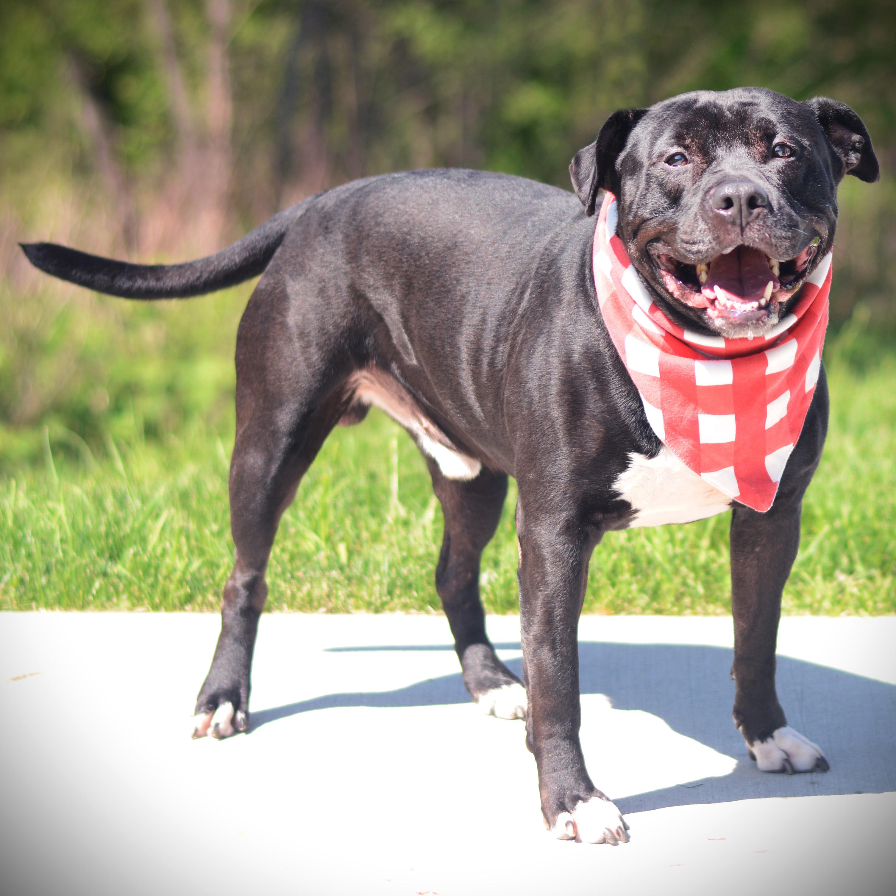 Bentley, adoptable, Adult Male Terrier & Labrador Retriever.