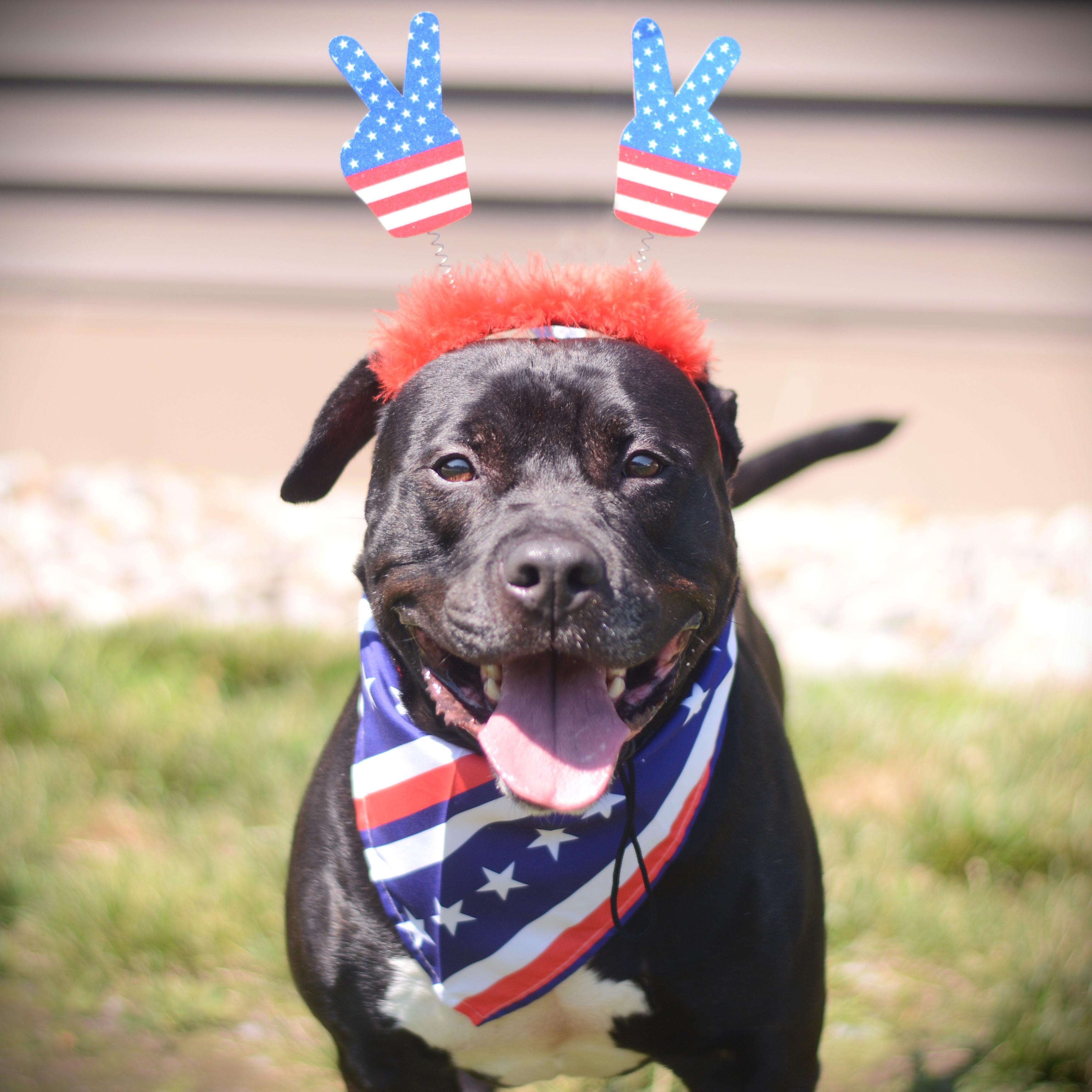 Bentley, an adoptable mixed breed in Amsterdam, NY image 1/3