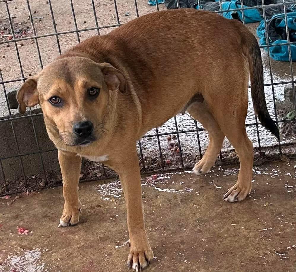 Itty Bitty, Adoptable, Adult Female Mixed Breed.