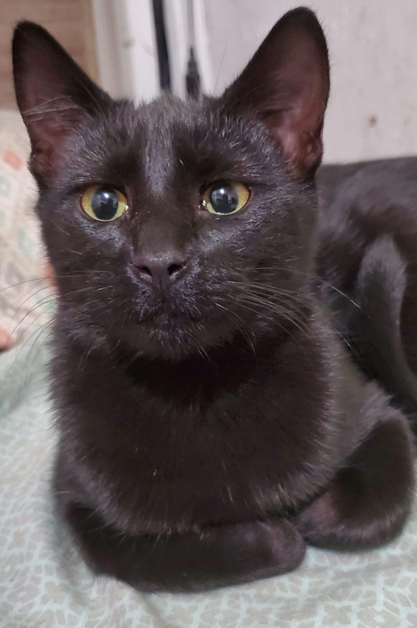 Enlarge Chincholin (Courtesy Post), a Adoptable Domestic Short Hair in San Jose, CA image 1/3