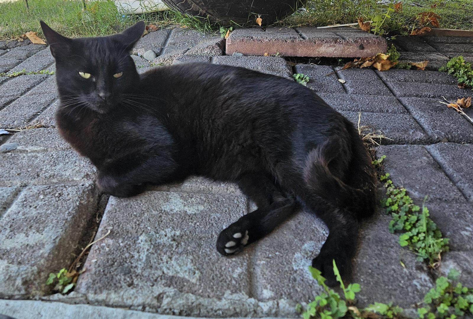 Enlarge Chincholin (Courtesy Post), a Adoptable Domestic Short Hair in San Jose, CA image 2/3
