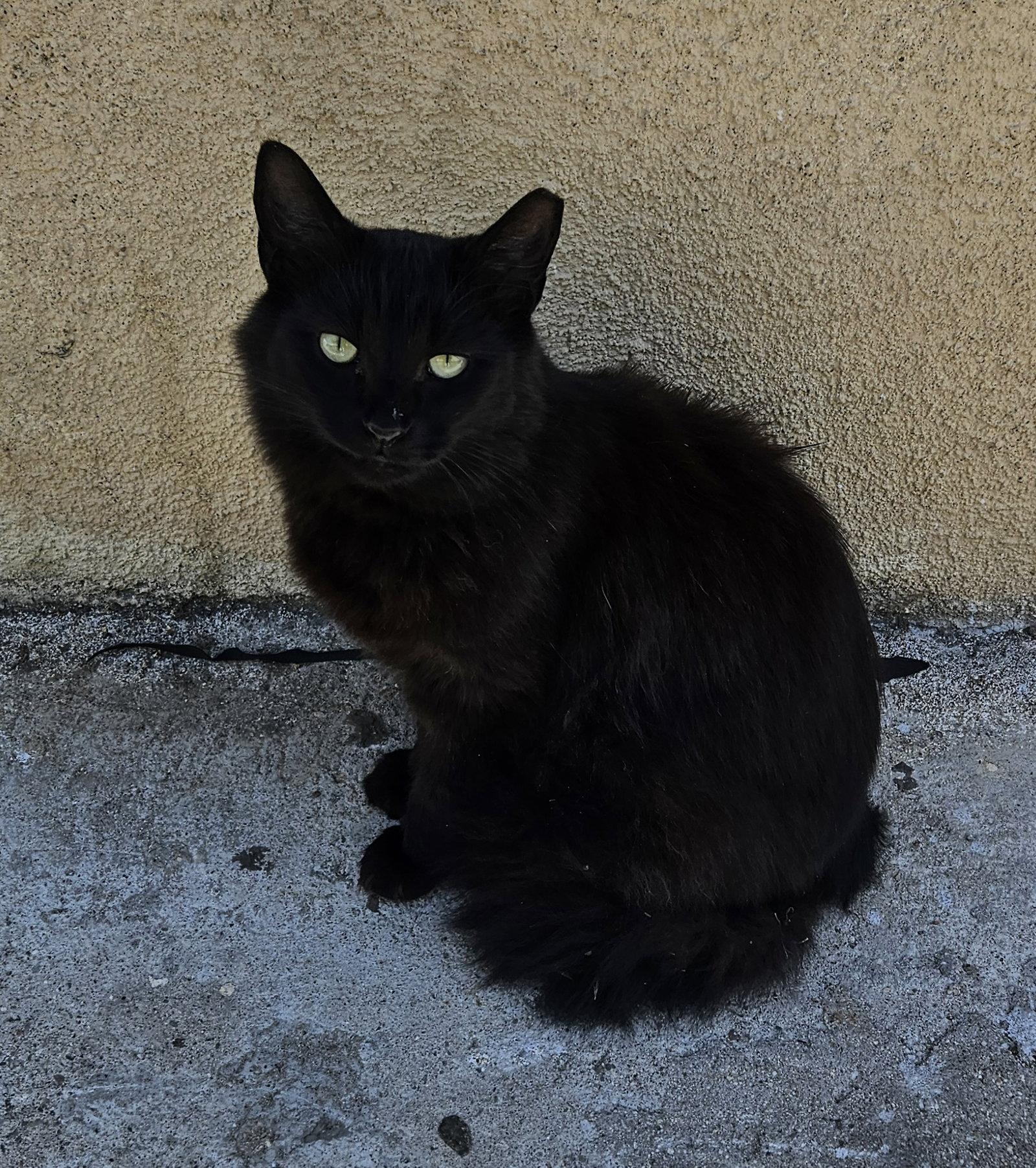 Enlarge Chincholin (Courtesy Post), a Adoptable Domestic Short Hair in San Jose, CA image 3/3