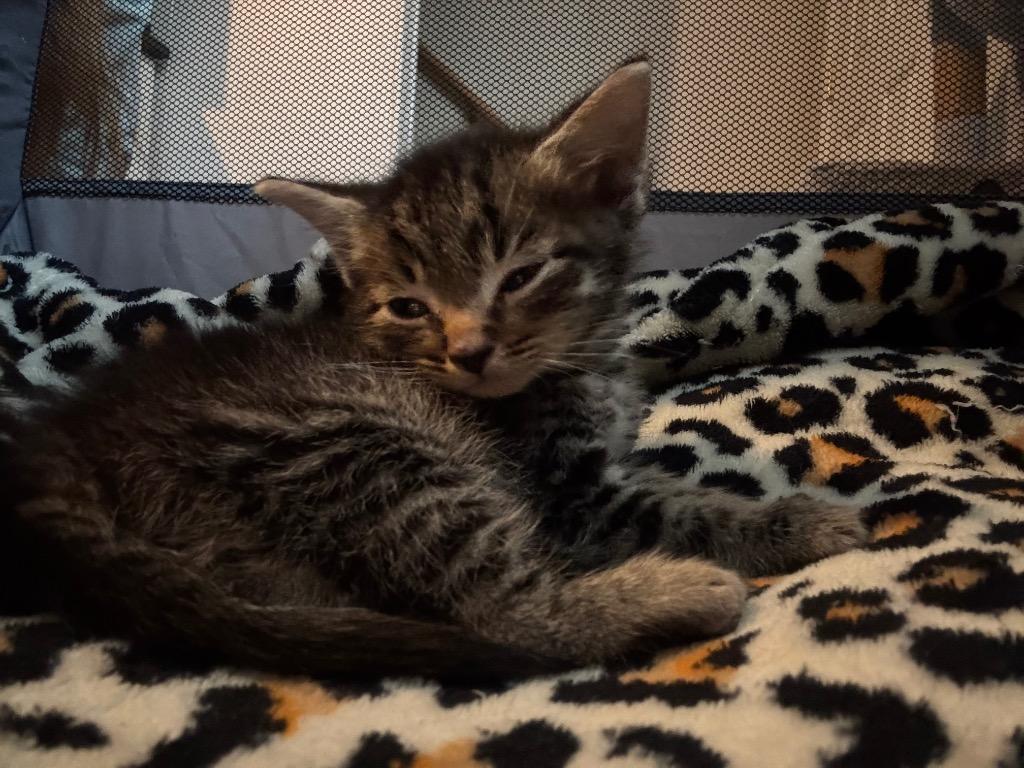 Rikki, Adoptable, Kitten Female Domestic Short Hair.
