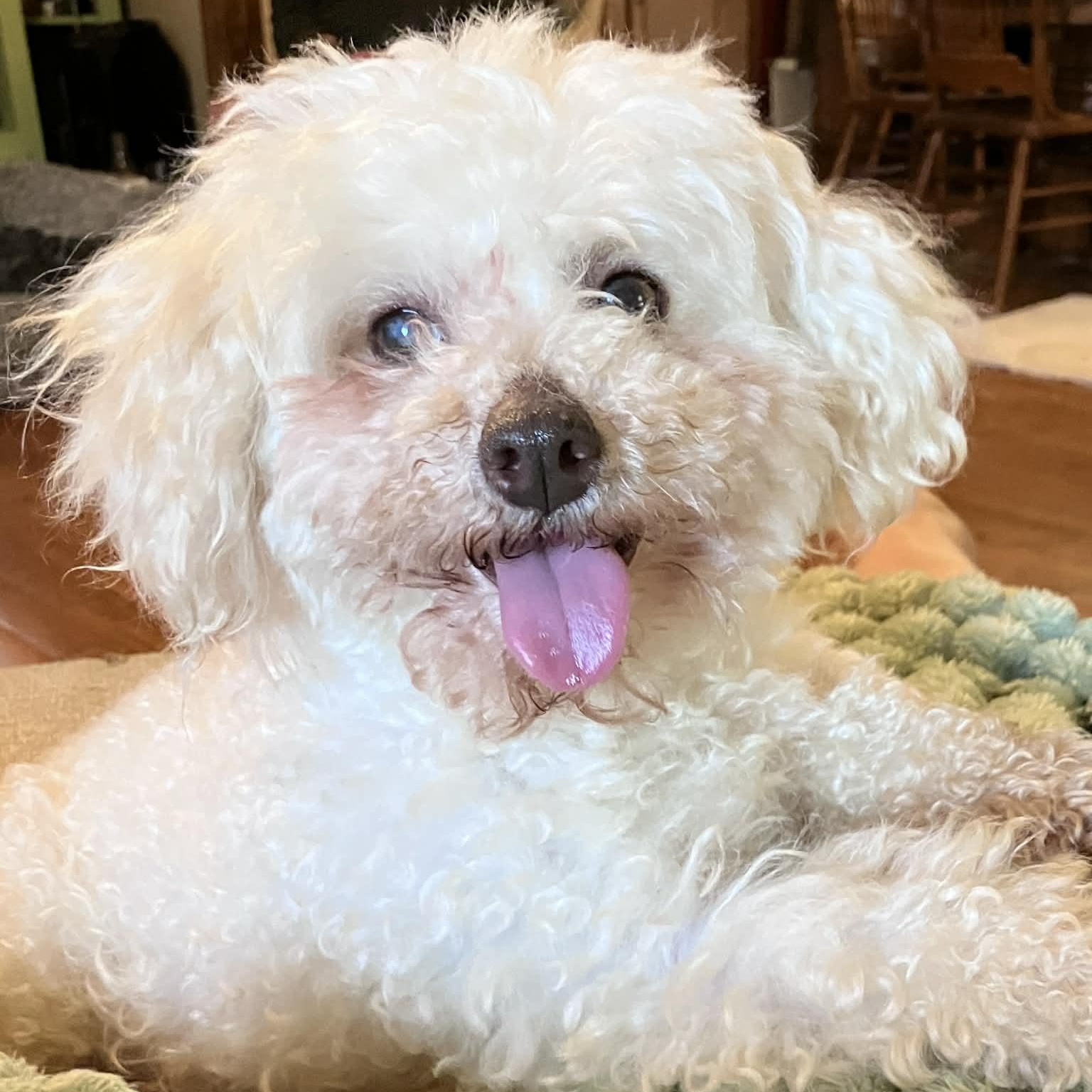 Enlarge Gidget, an adopted Miniature Poodle in Hartford, KY image 2/2