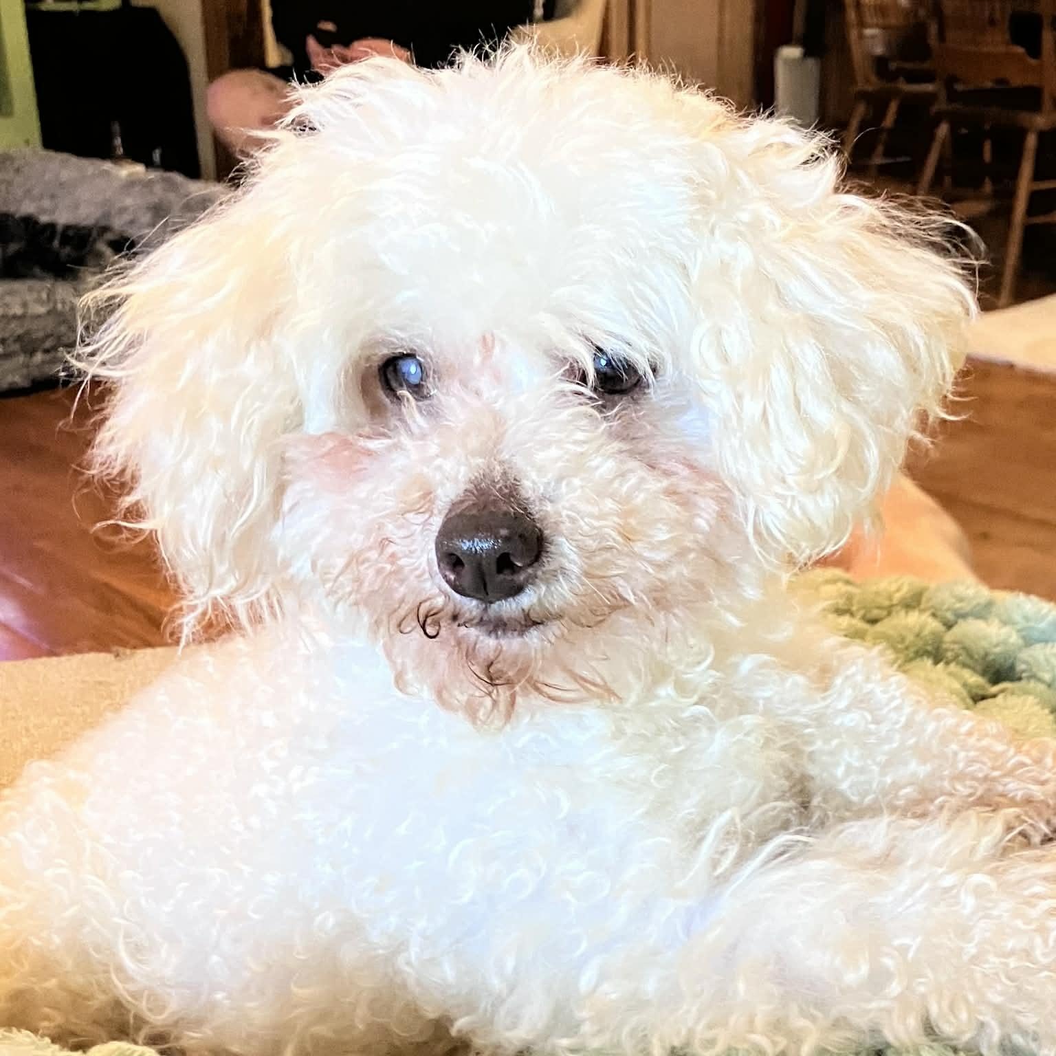 Gidget, adopted, Adult Female Miniature Poodle.