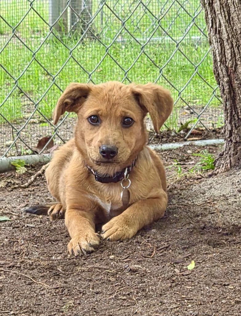Enlarge Reef, a Adoptable mixed breed in Hampton, VA image 1/1