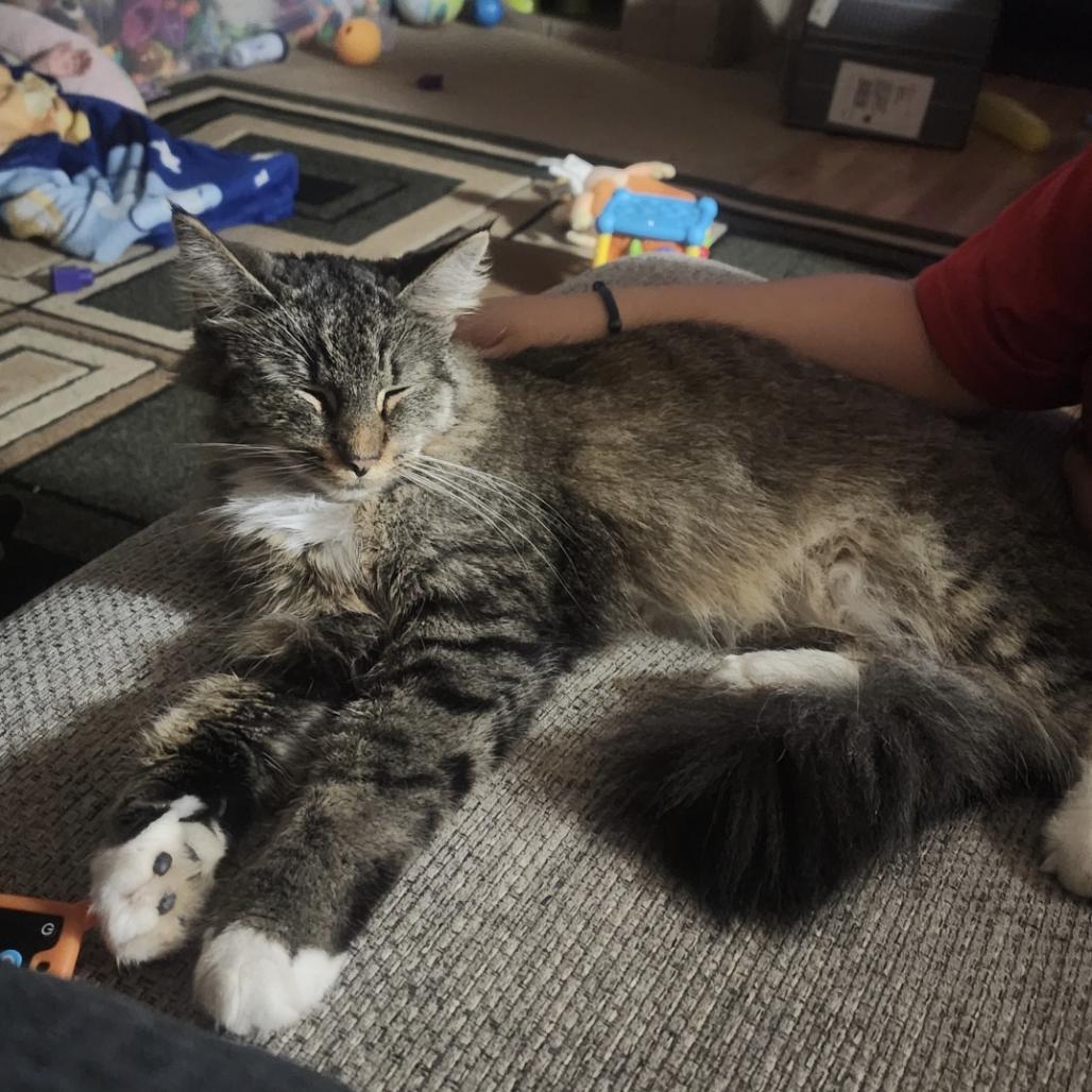 Enlarge Mia - Bonded with Celexa!, a Adoptable Domestic Medium Hair in Bristol, IN image 1/1