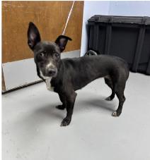 Enlarge Dutchess, a Adoptable mixed breed in Portland, ME image 2/2