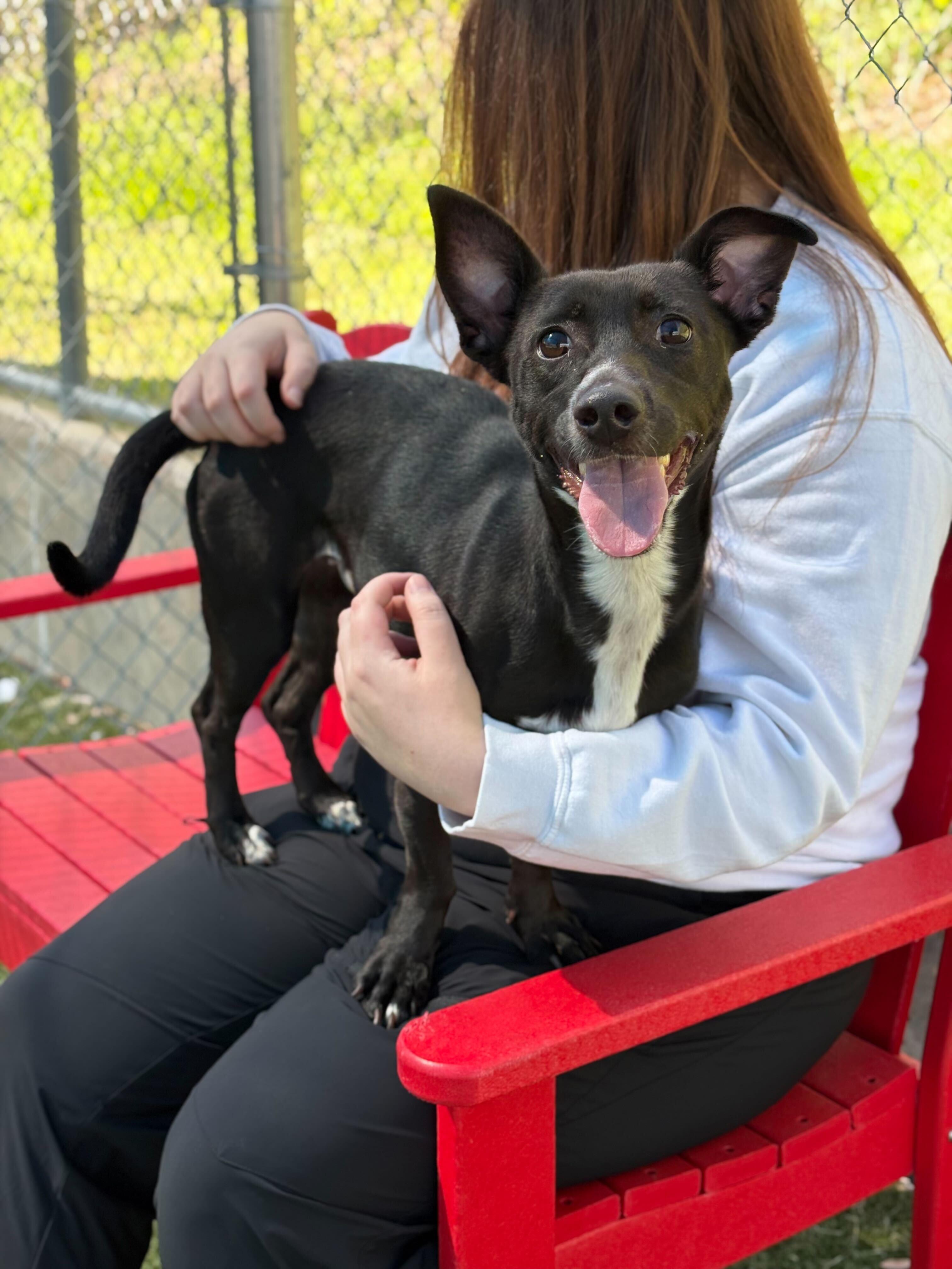 Enlarge Dutchess, a Adoptable mixed breed in Portland, ME image 1/2