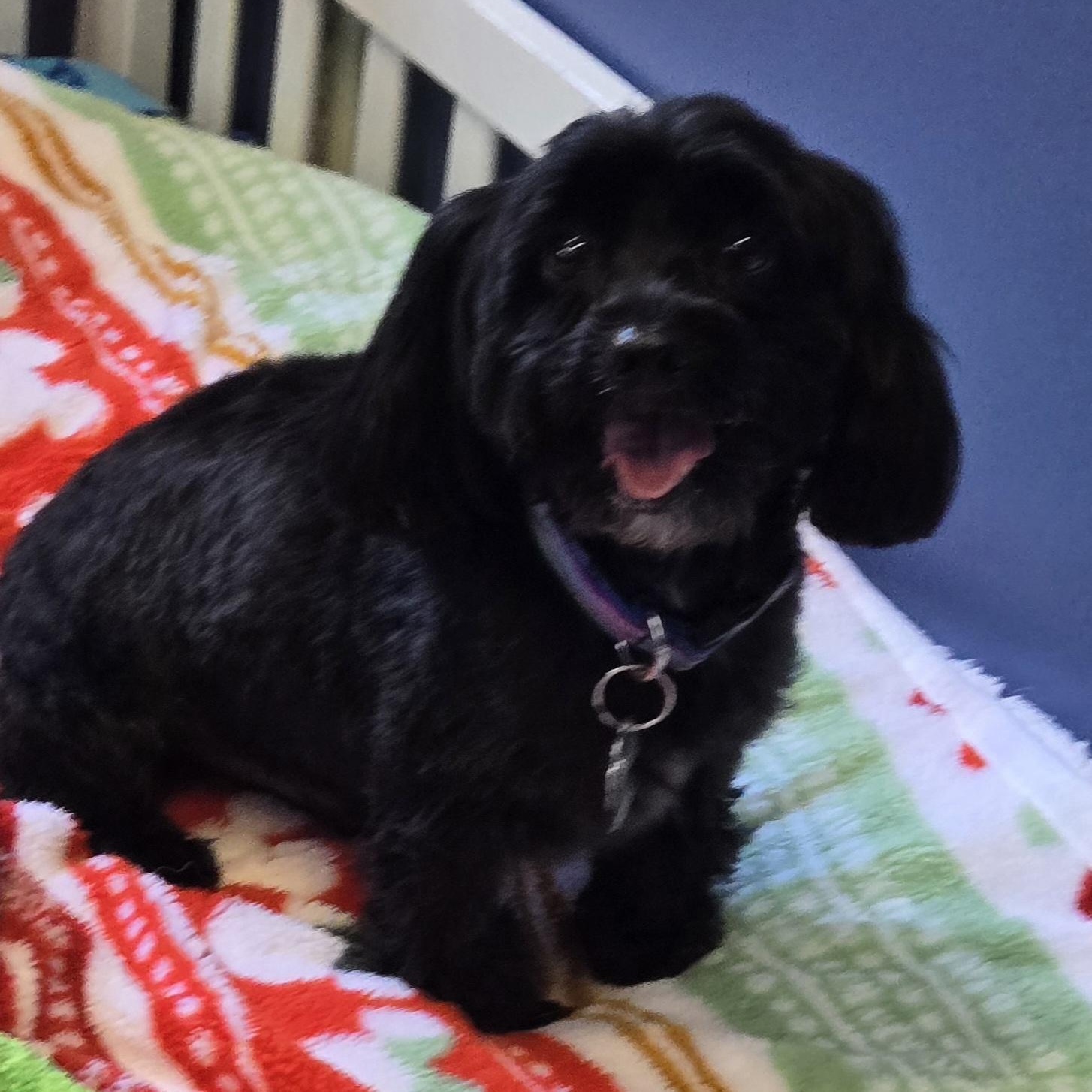 Enlarge Winston, a Adopted Cockapoo in Grafton, OH image 2/2