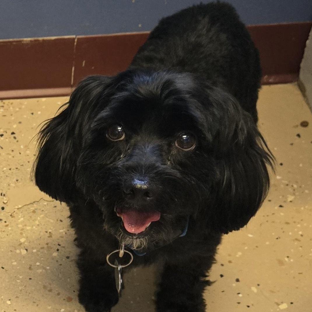 Winston, Adopted, Adult Male Cockapoo.