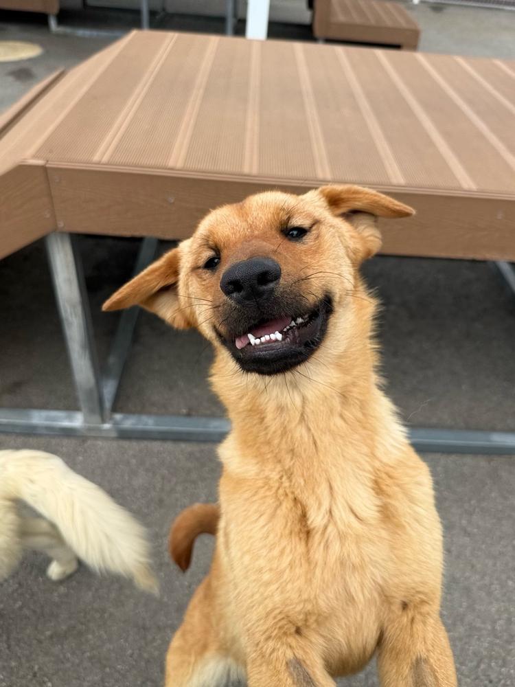 Pureum, Adoptable, Puppy Male Jindo.