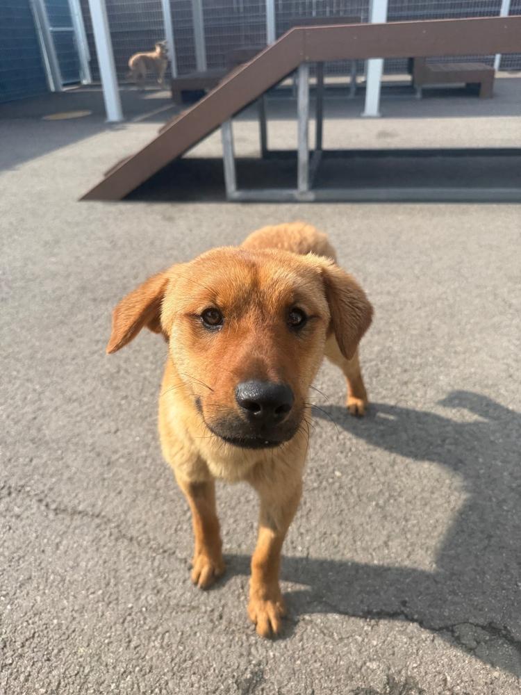 Pureum, a Adoptable Jindo in Long Island City, NY image 2/4