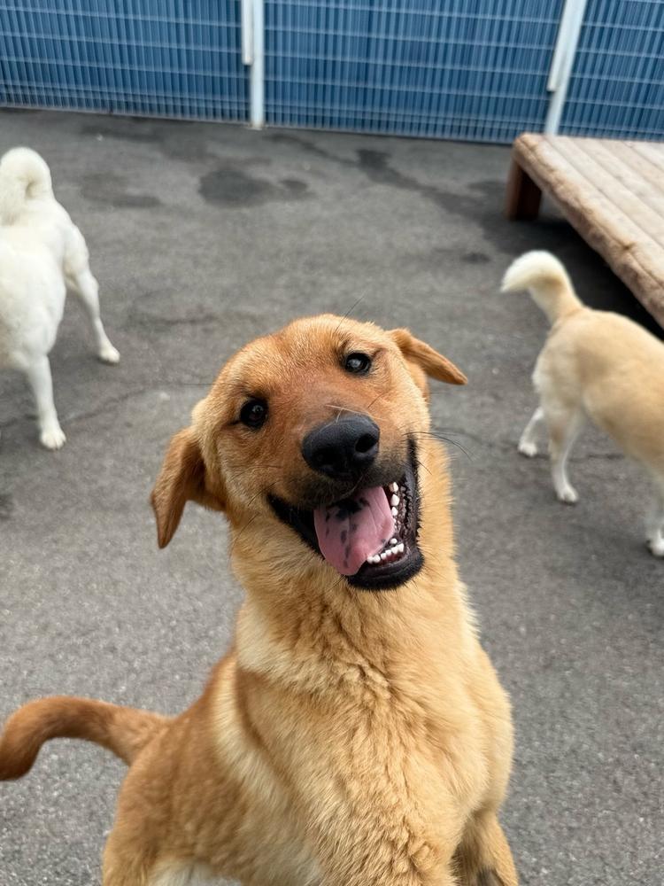 Pureum, a Adoptable Jindo in Long Island City, NY image 3/4