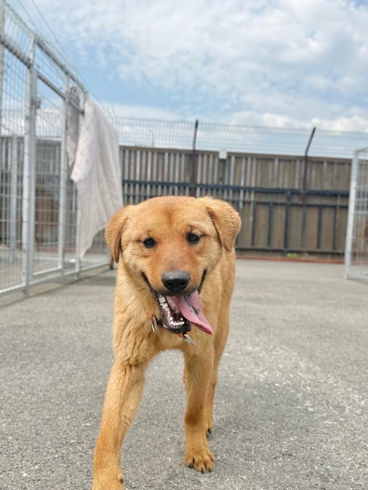 Pureum, a Adoptable Jindo in Long Island City, NY image 4/4