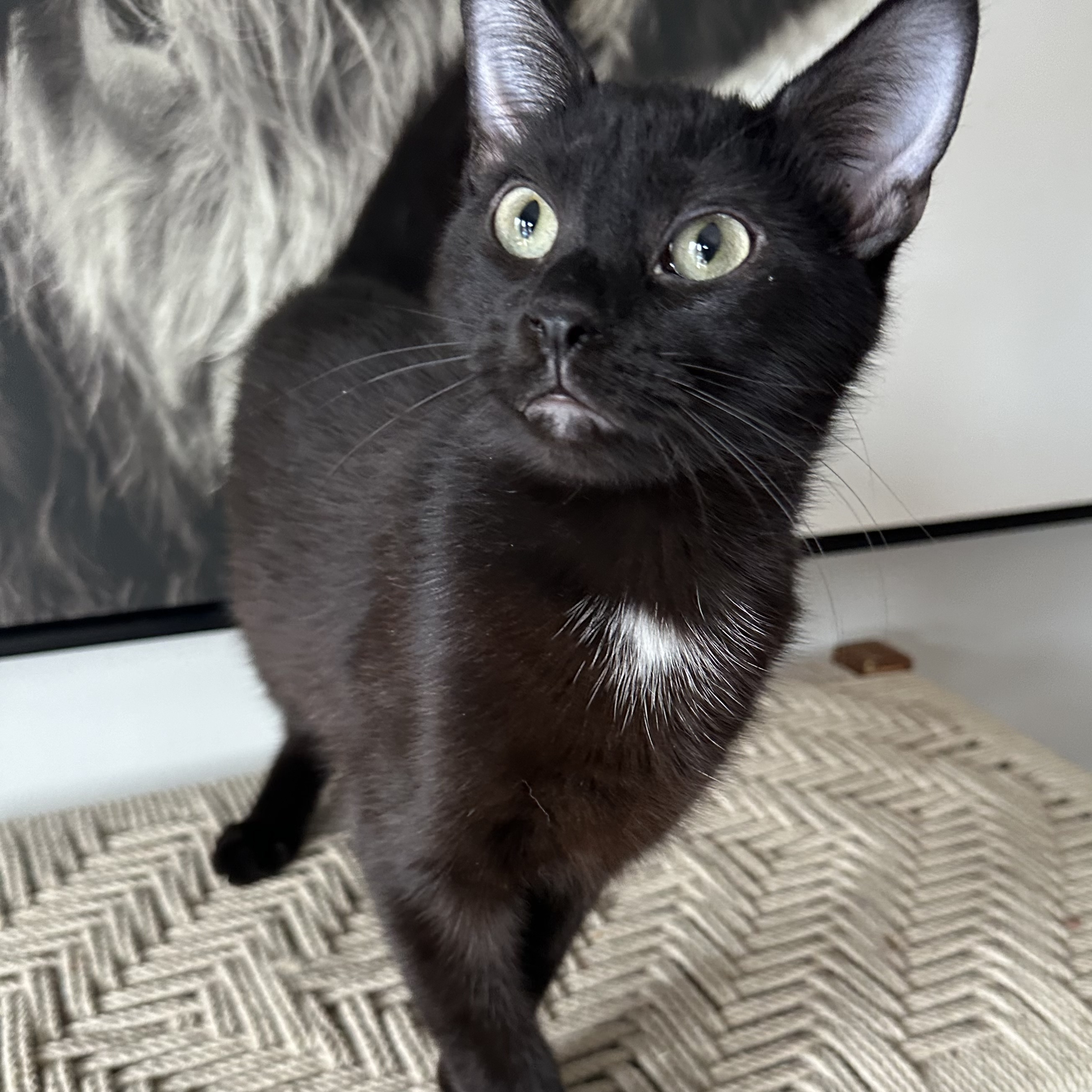 Talack, Young Male Domestic Short Hair