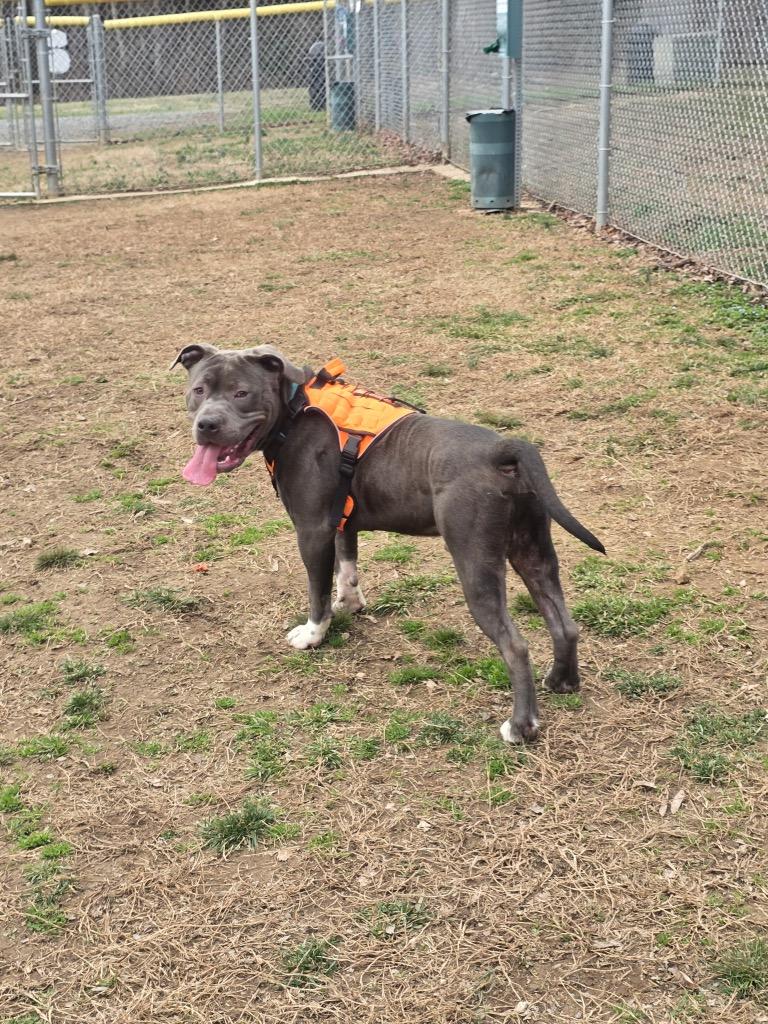 Enlarge Brutus, a Adoptable Mixed Breed in Mineral, VA image 1/6