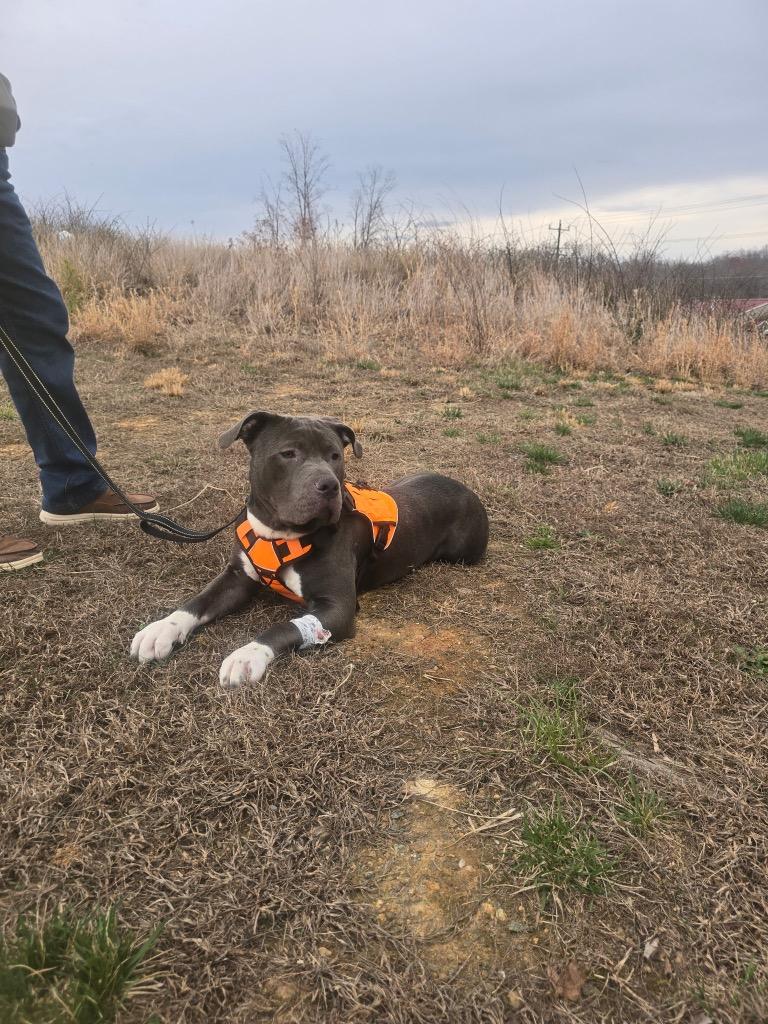 Enlarge Brutus, a Adoptable Mixed Breed in Mineral, VA image 2/6