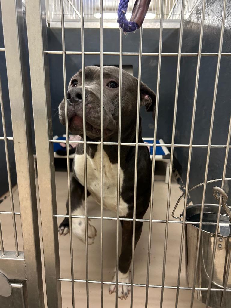 Enlarge Brutus, a Adoptable Mixed Breed in Mineral, VA image 3/6