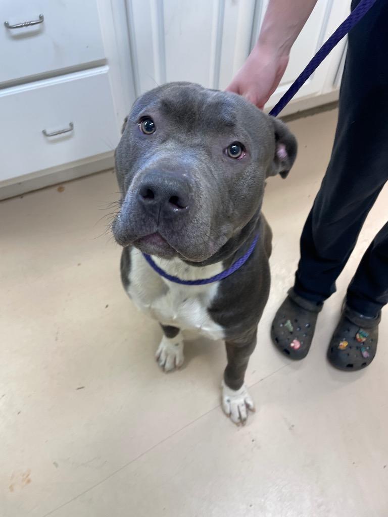 Enlarge Brutus, a Adoptable Mixed Breed in Mineral, VA image 4/6