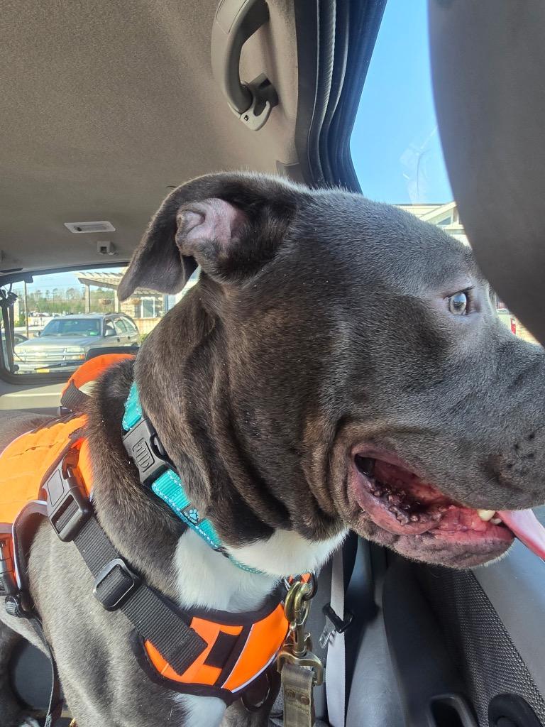 Enlarge Brutus, a Adoptable Mixed Breed in Mineral, VA image 5/6