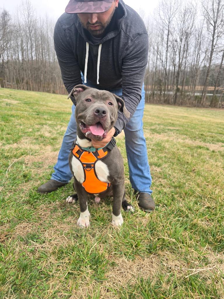 Enlarge Brutus, a Adoptable Mixed Breed in Mineral, VA image 6/6